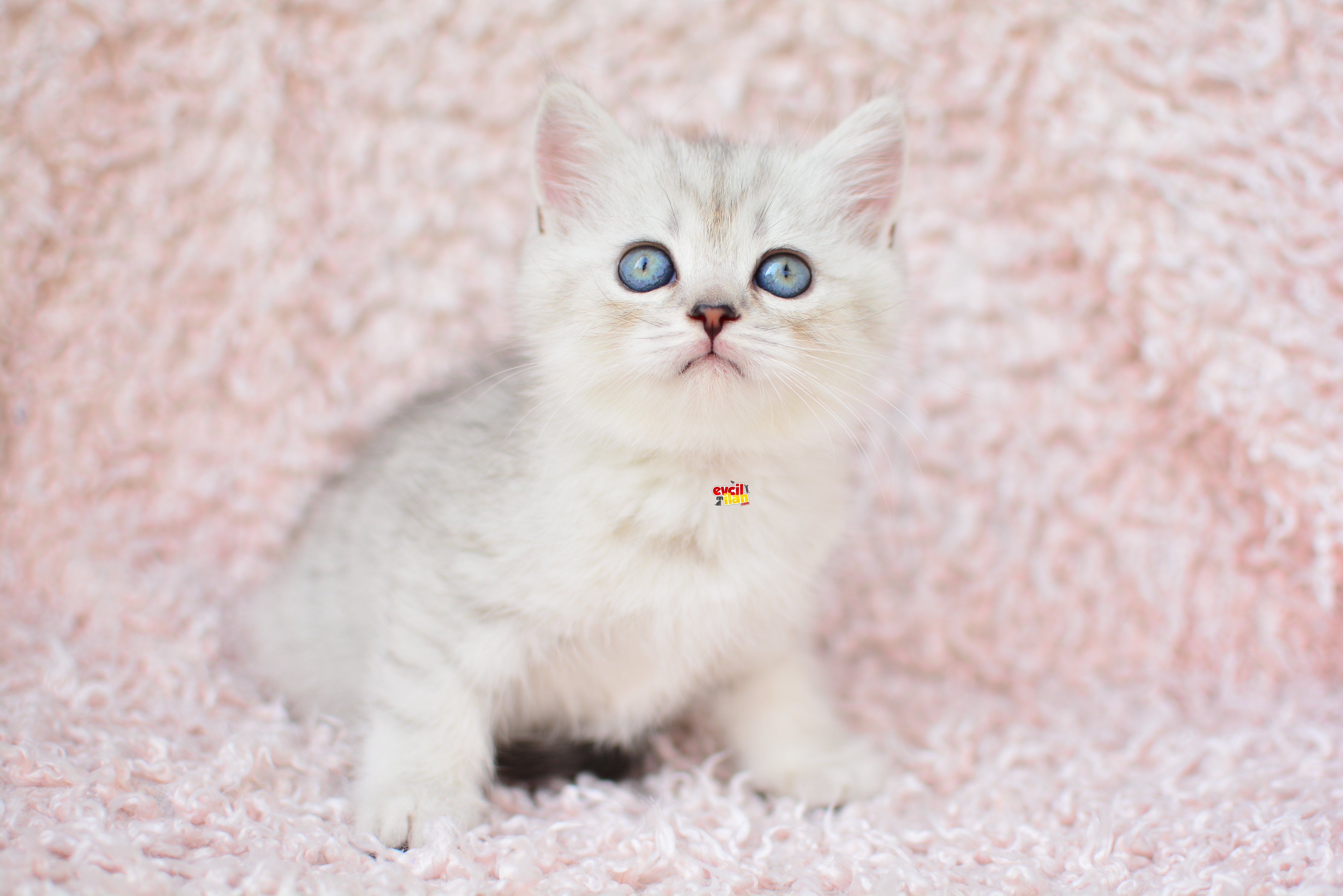 EN GÜZEL SILVER BRITISH SHORTHAIR