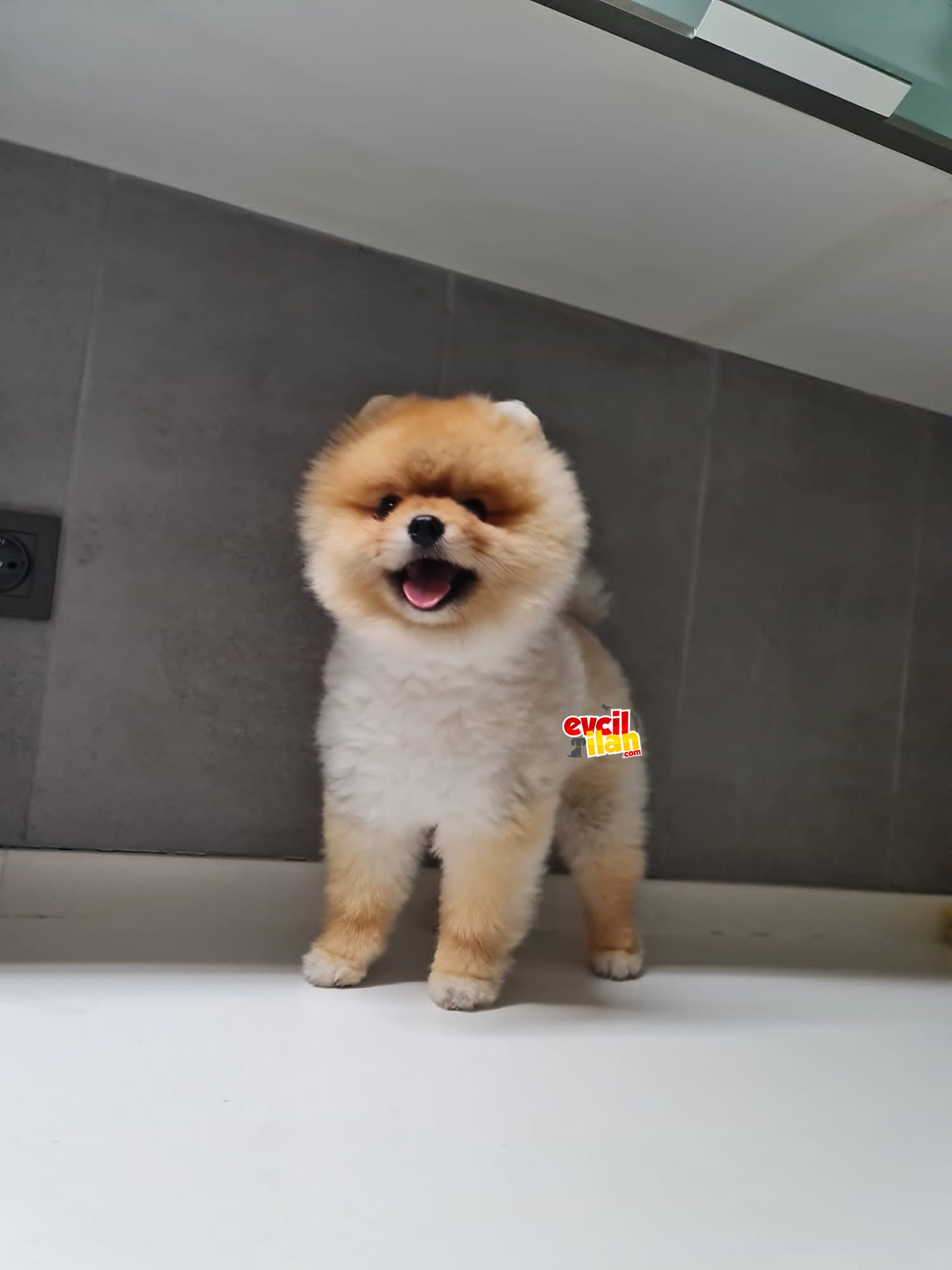 En güzel teddy bear Boo Pomeranian 