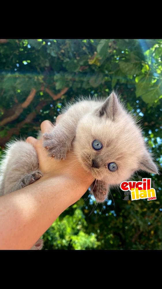 En kaliteli mamalarla beslenen kaliteli yavrumuzu sahiplendiriyoruz... 