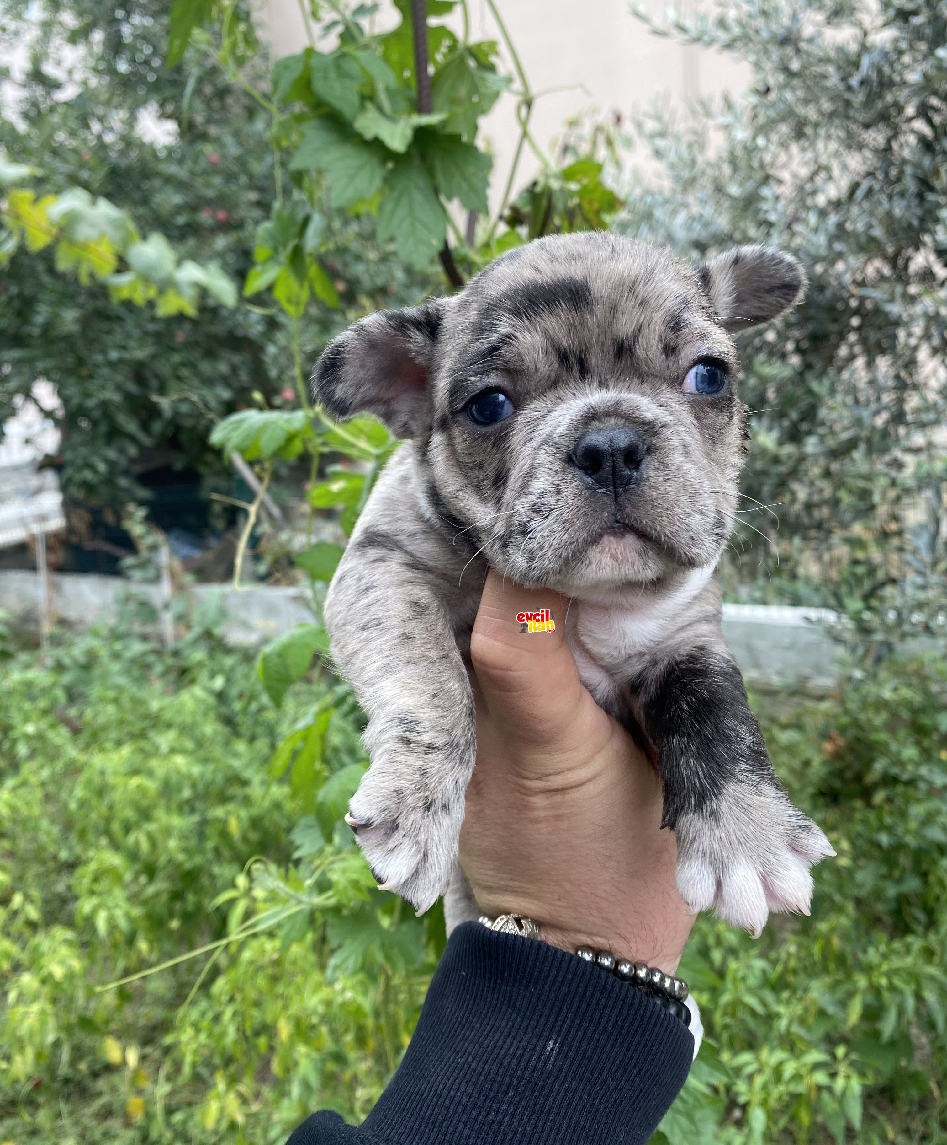 EN ÖZEL RENK MERLE FRENCH BULLDOG