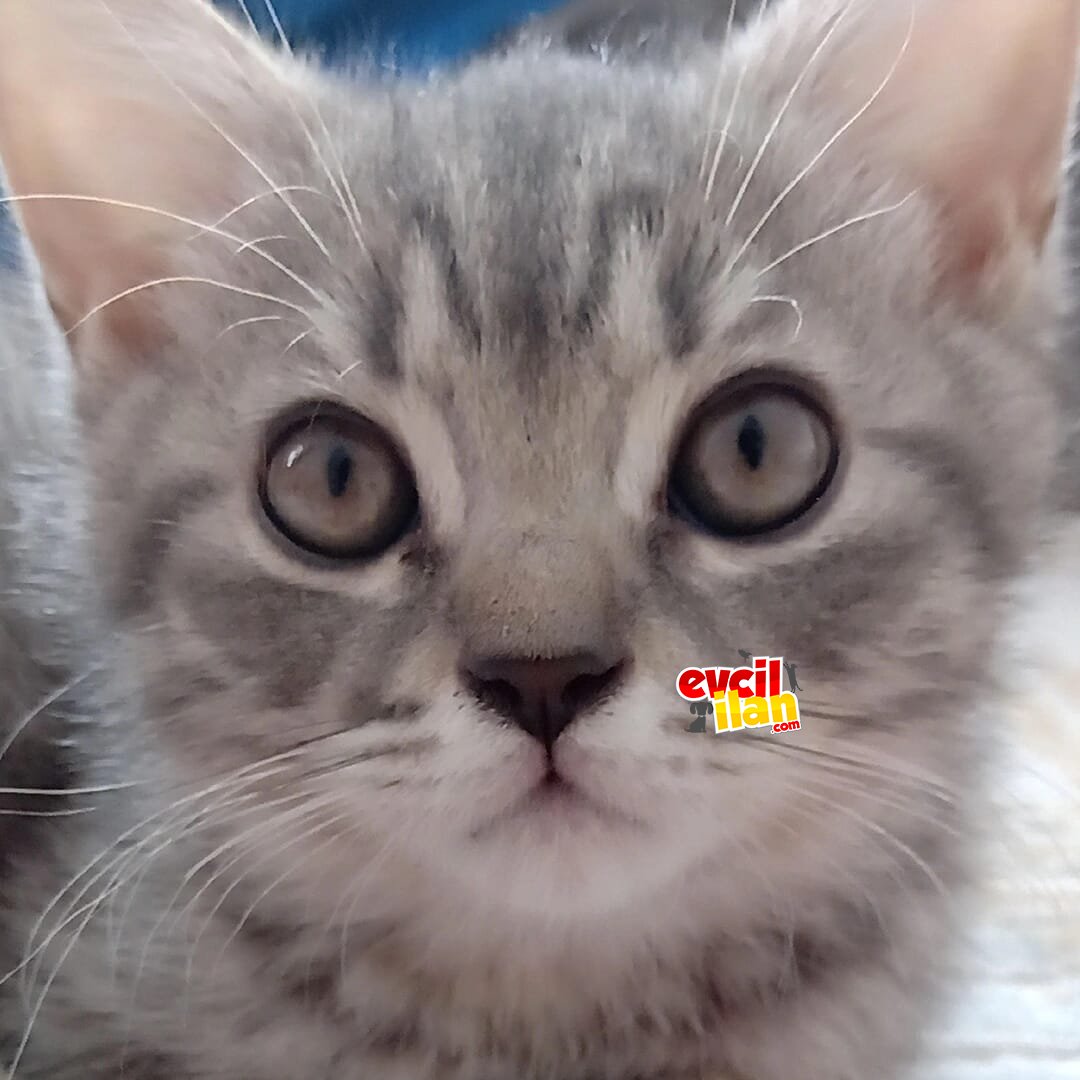 En ucuz kedi