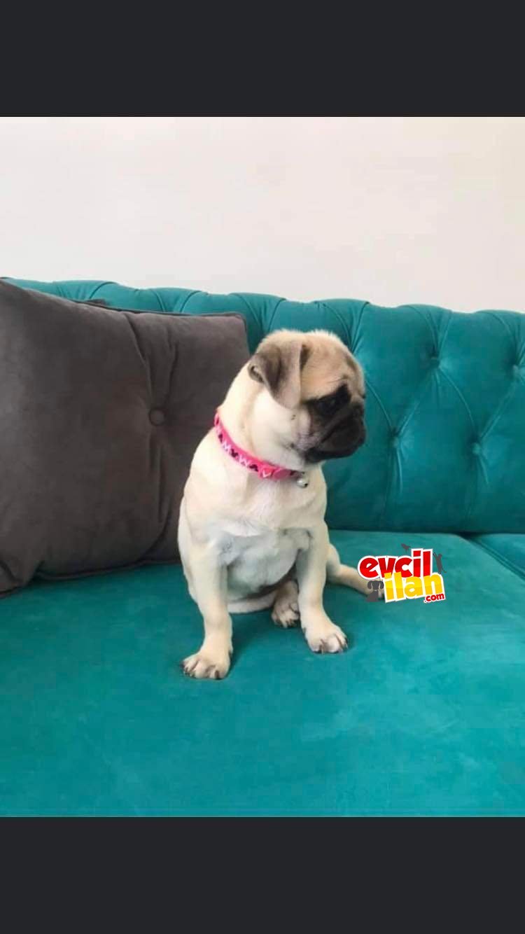 Enerji bombası şila