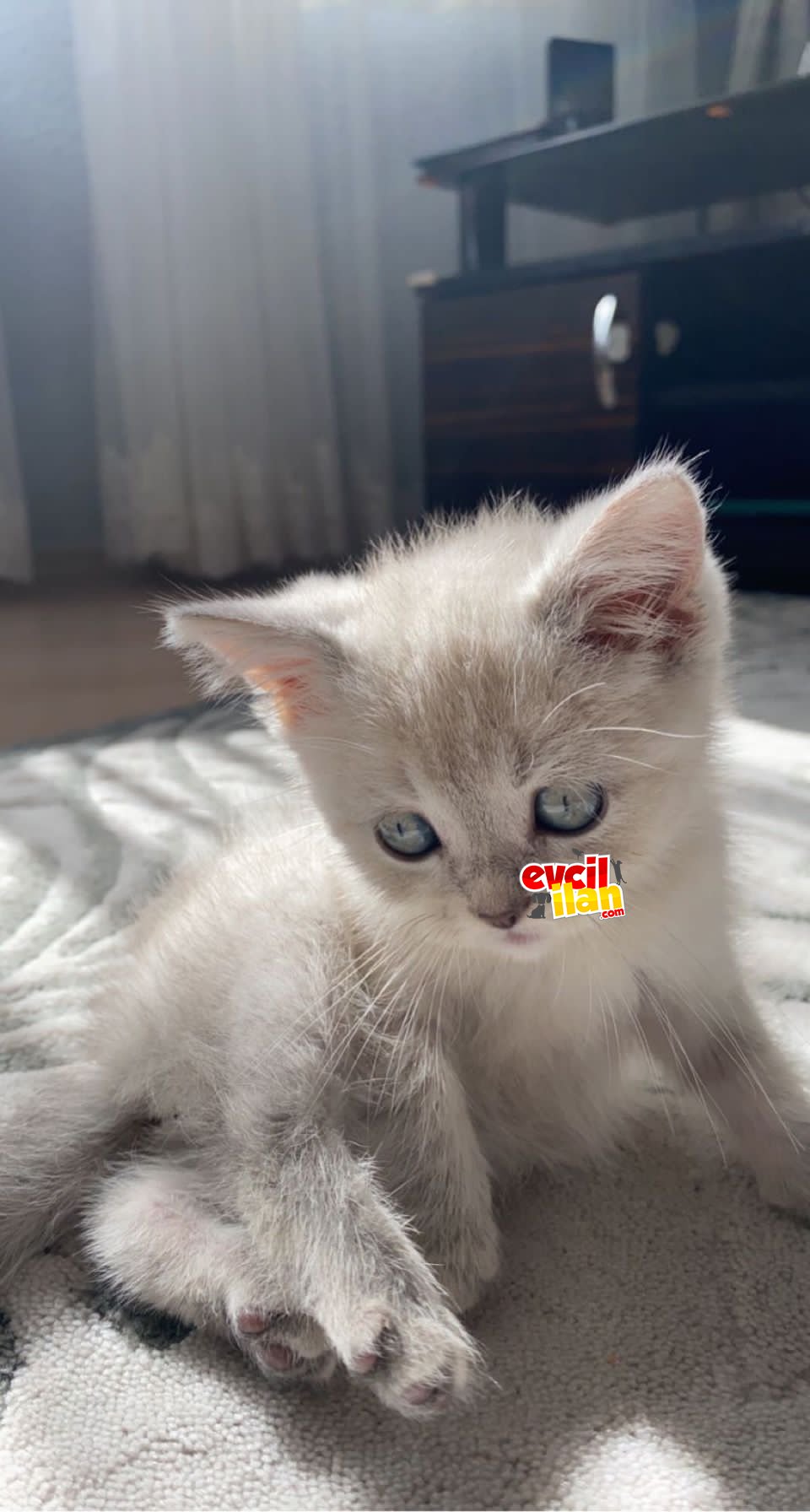 Erkek 2 aylık
