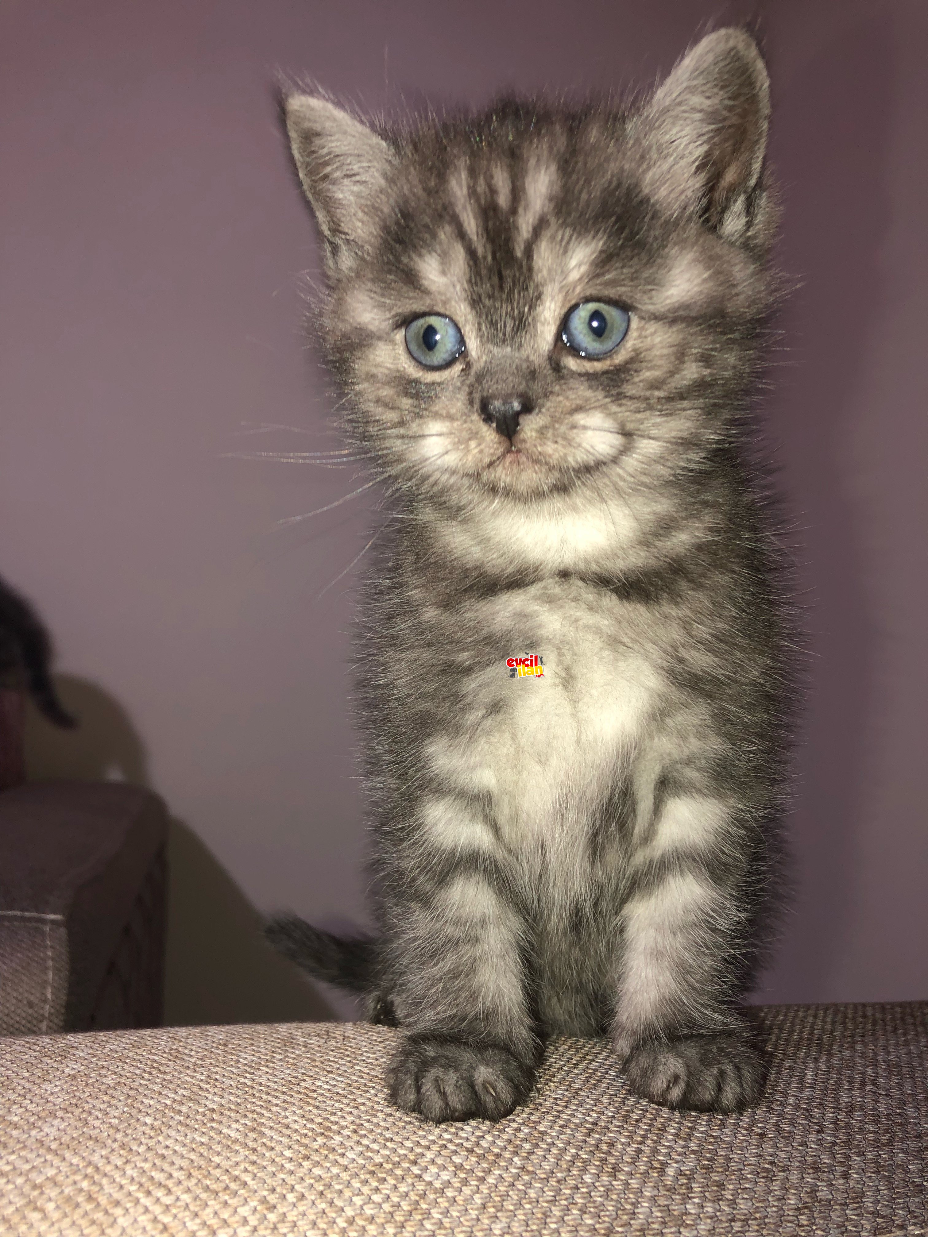 Erkek Biristh Shorthair 3 aylık 