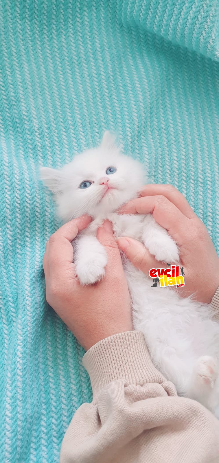 Erkek British Longhair