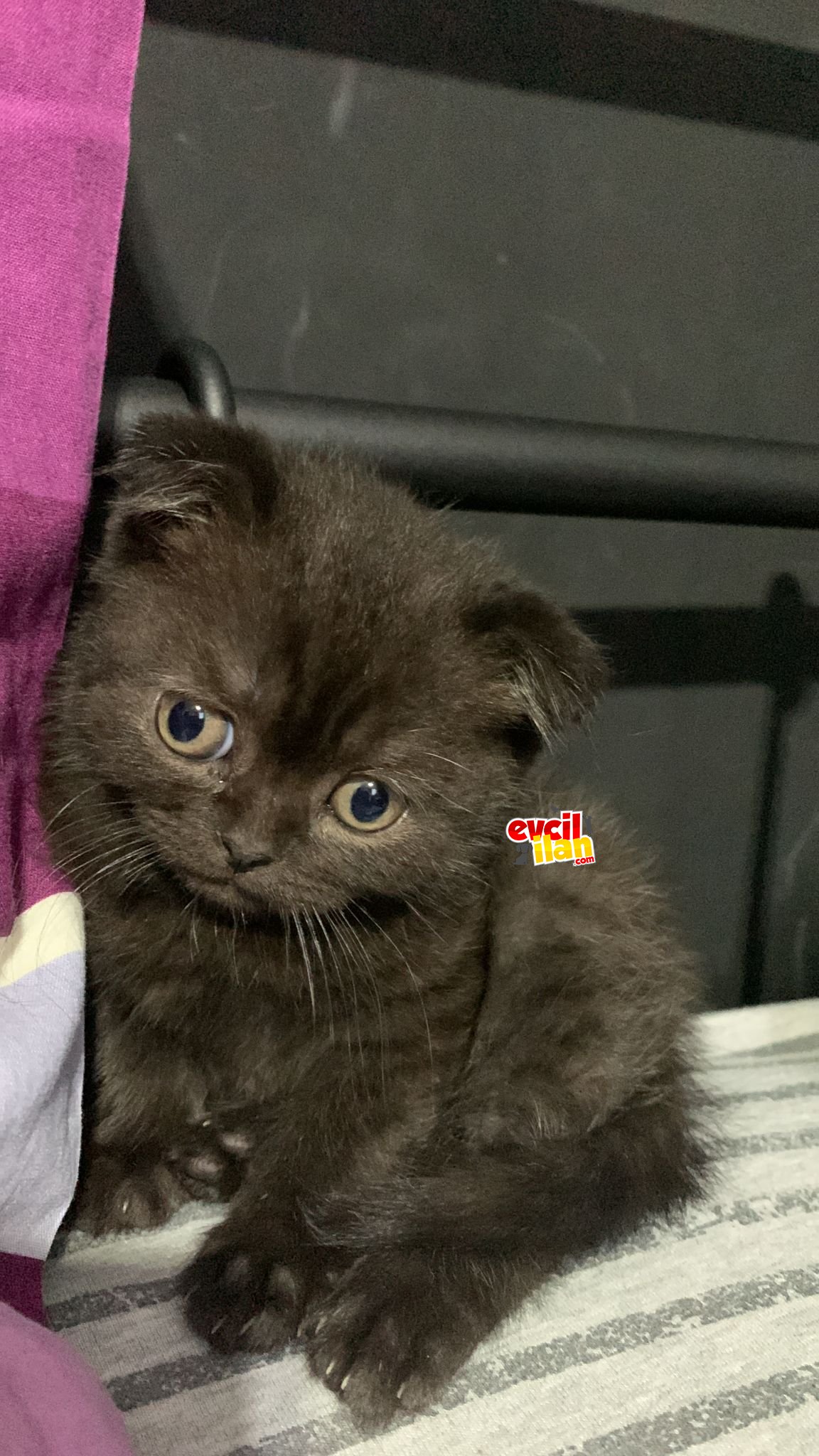Erkek British Shorthair Aile kedisi