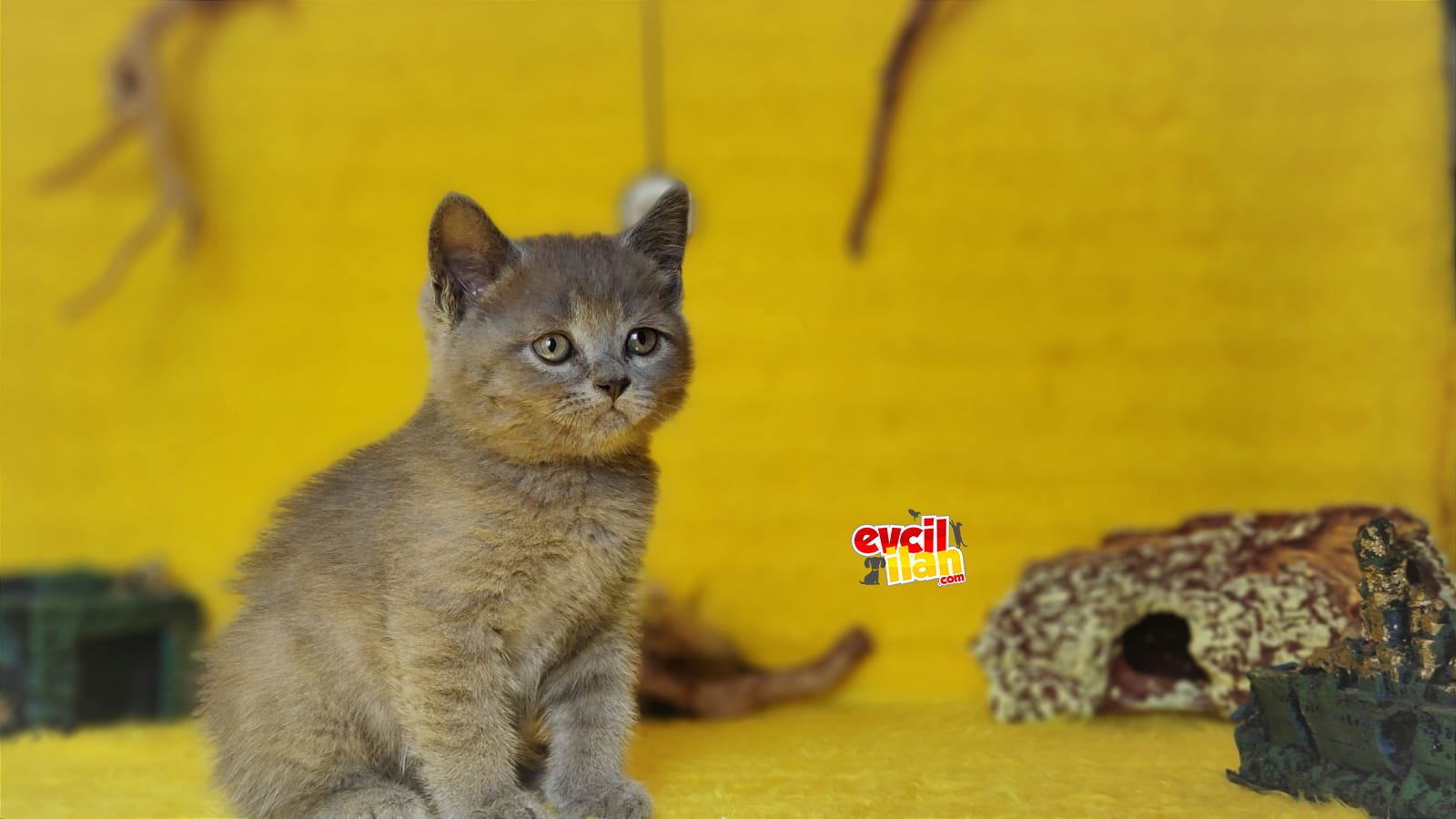 Erkek British Shorthair 