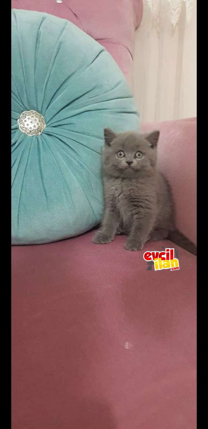 Erkek british shorthair