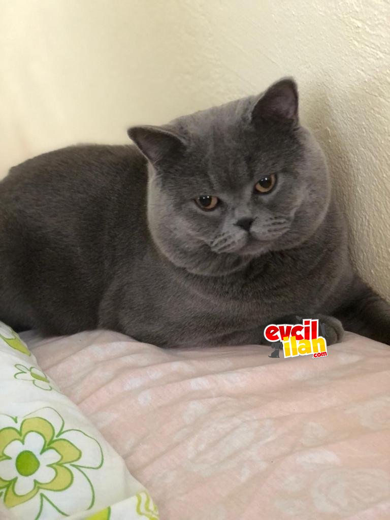 Erkek British Shorthair