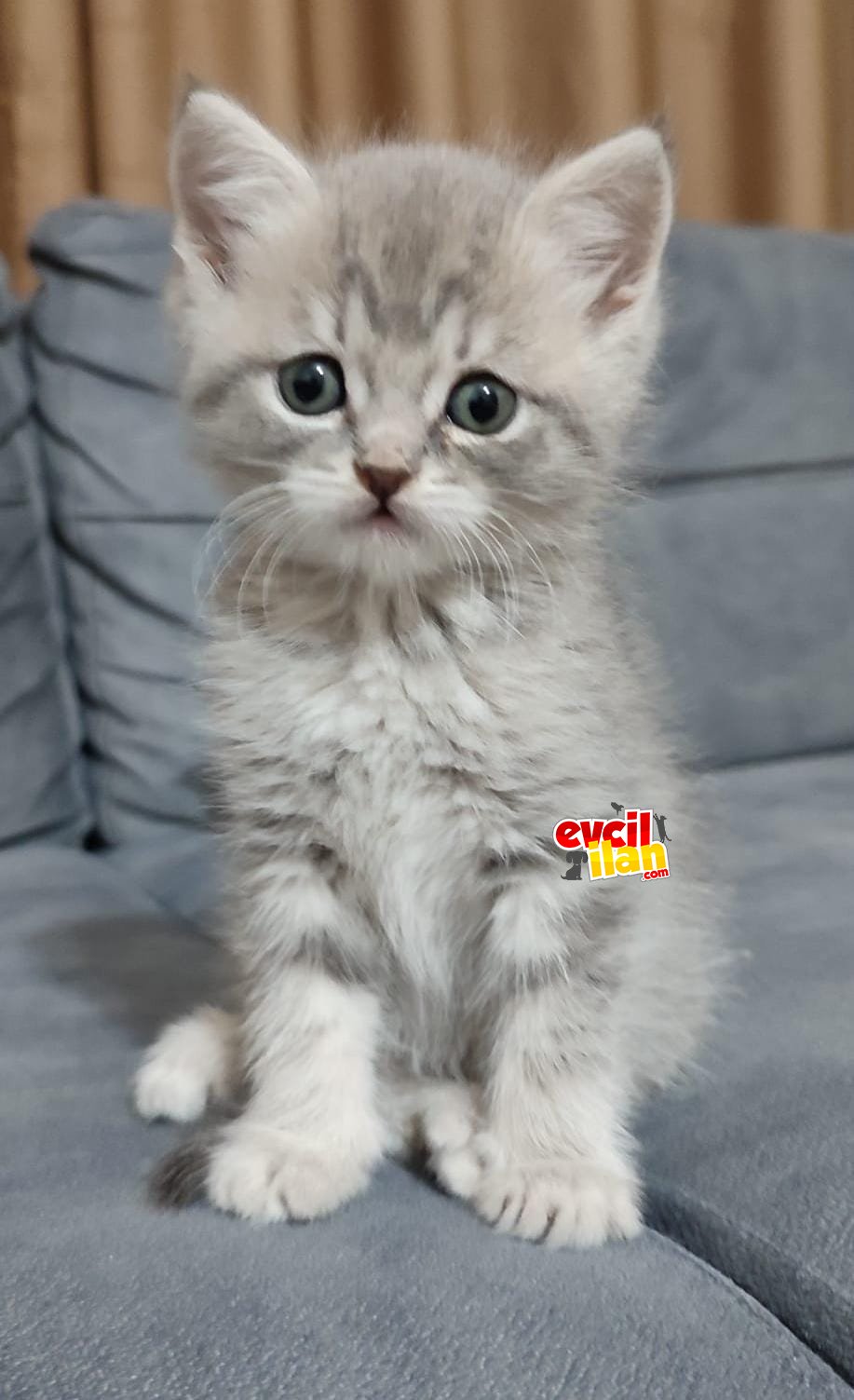 Erkek, Britishshorthair yavru