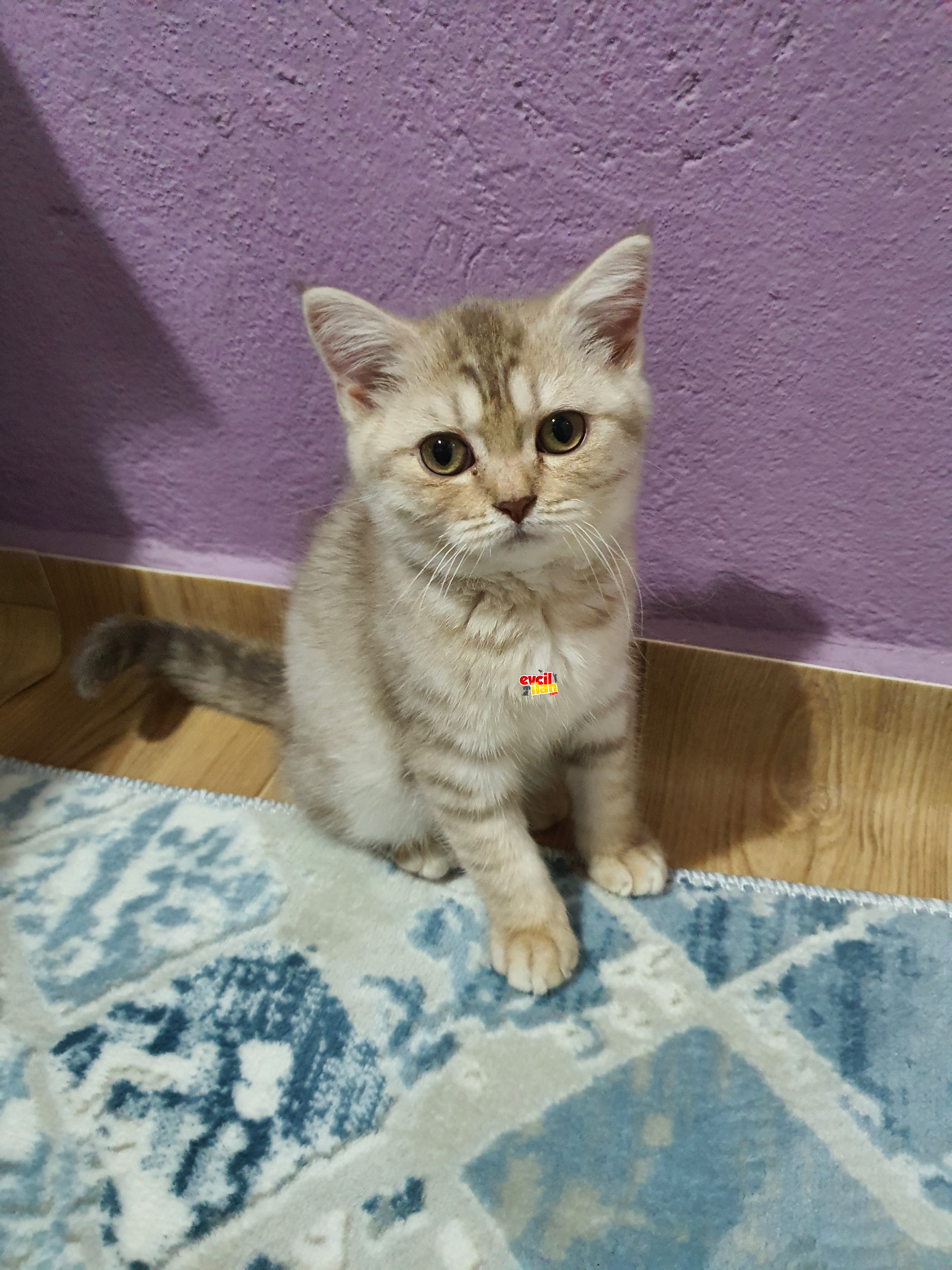 Erkek britishshortshair 3kasim 2021