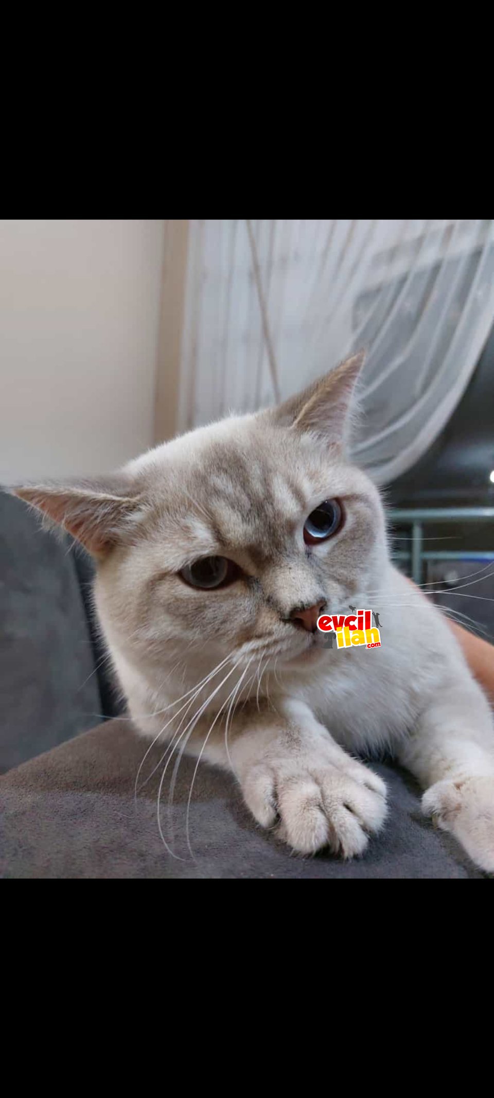 Erkek dişi BRİTİSH 2 KEDİ