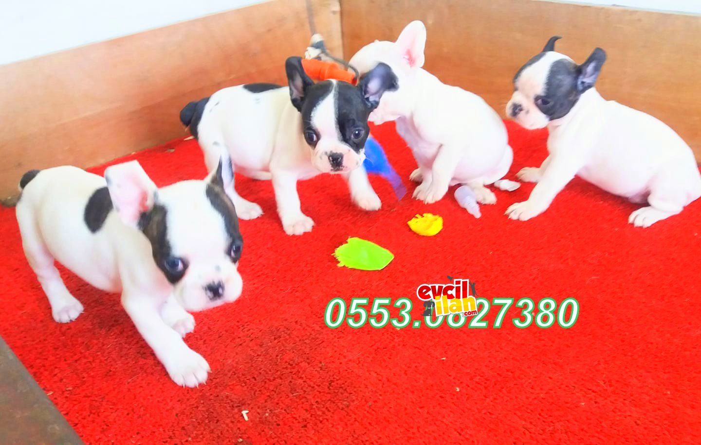 ERKEK DİŞİ FRENCH BULLDOG YAVRULAR İZMİR