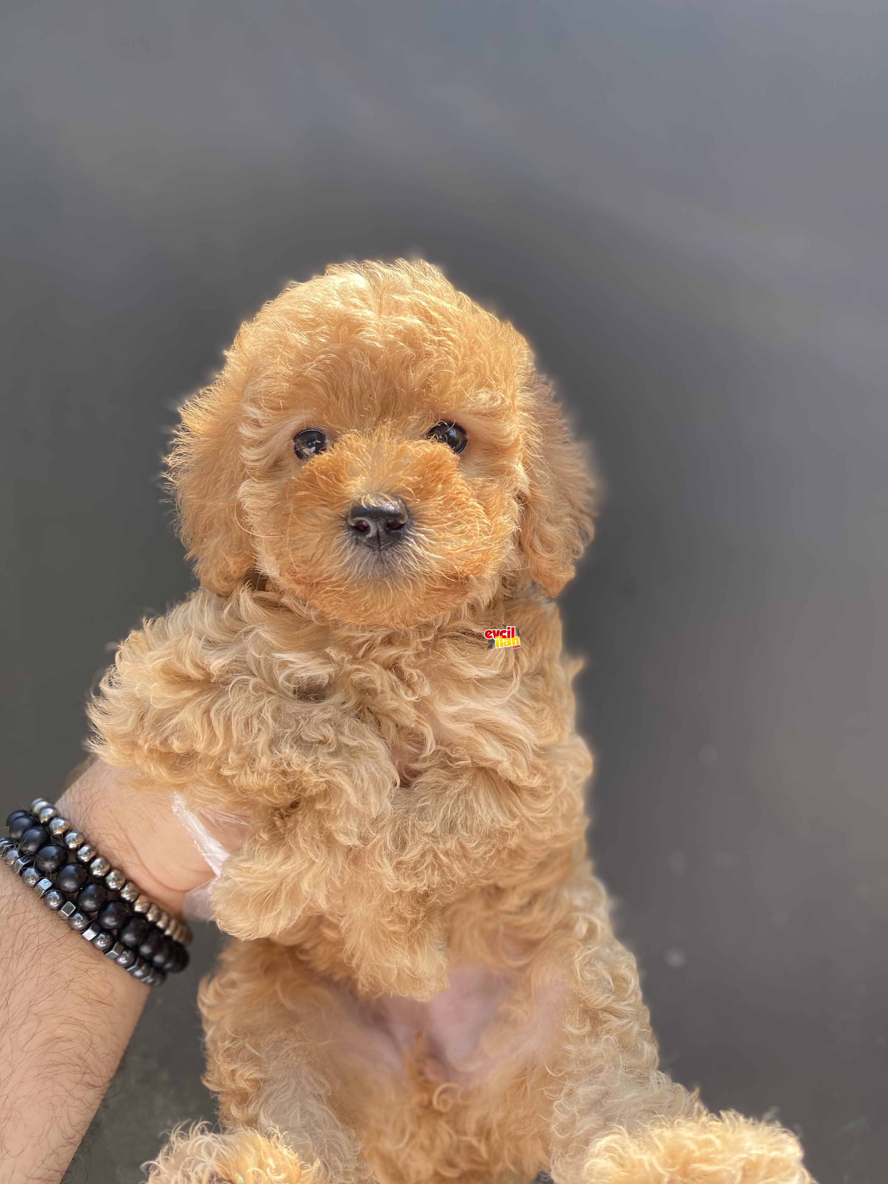 ERKEK DİŞİ TOY POODLE BEBEKLER 