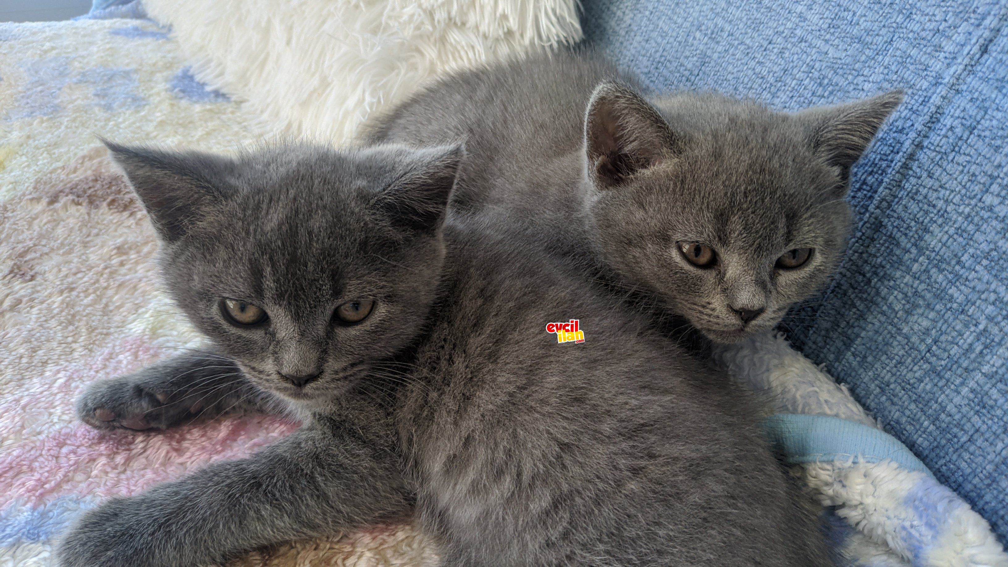 Erkek -Dişi yavrular