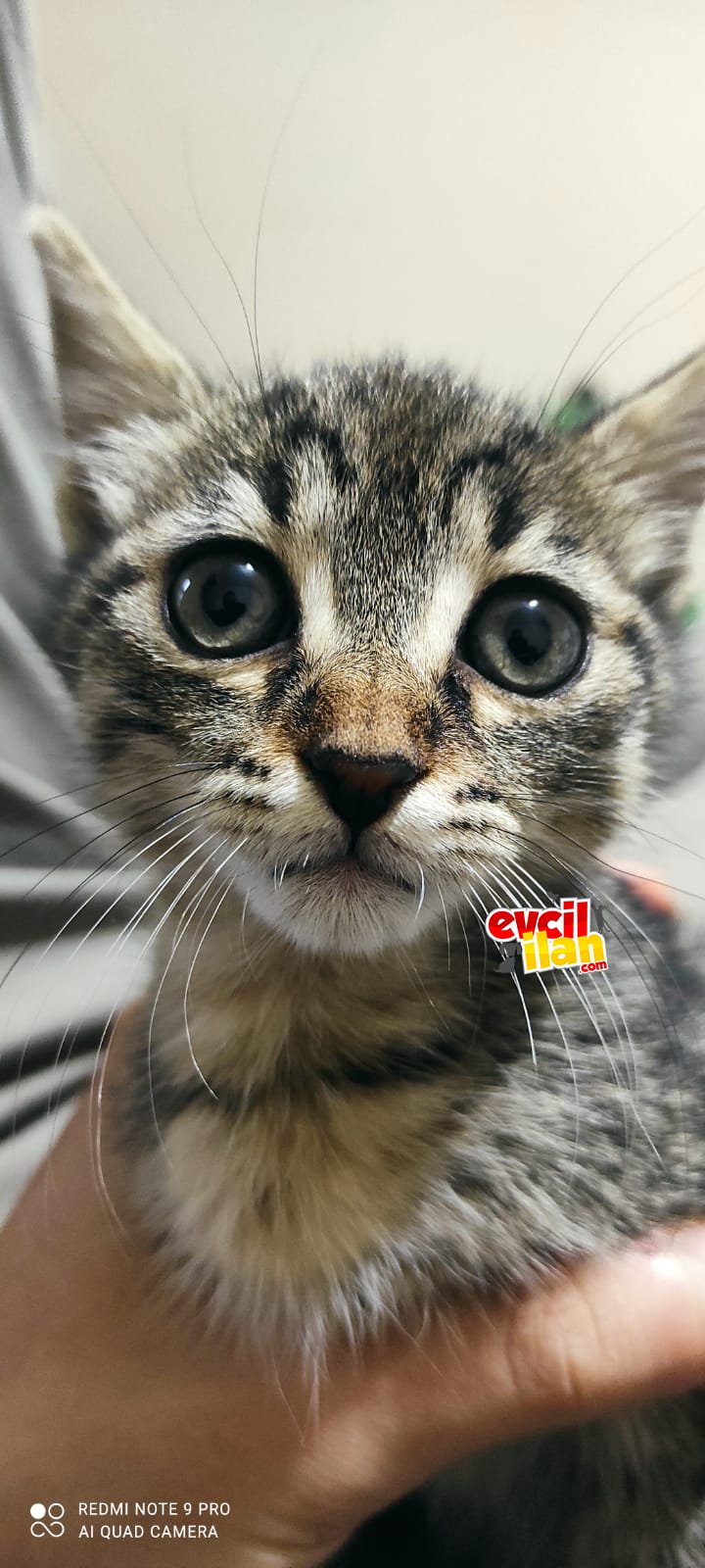 Erkek Kedi Mercan