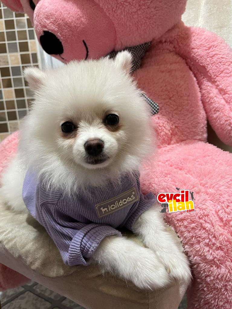 Erkek pomerian boo