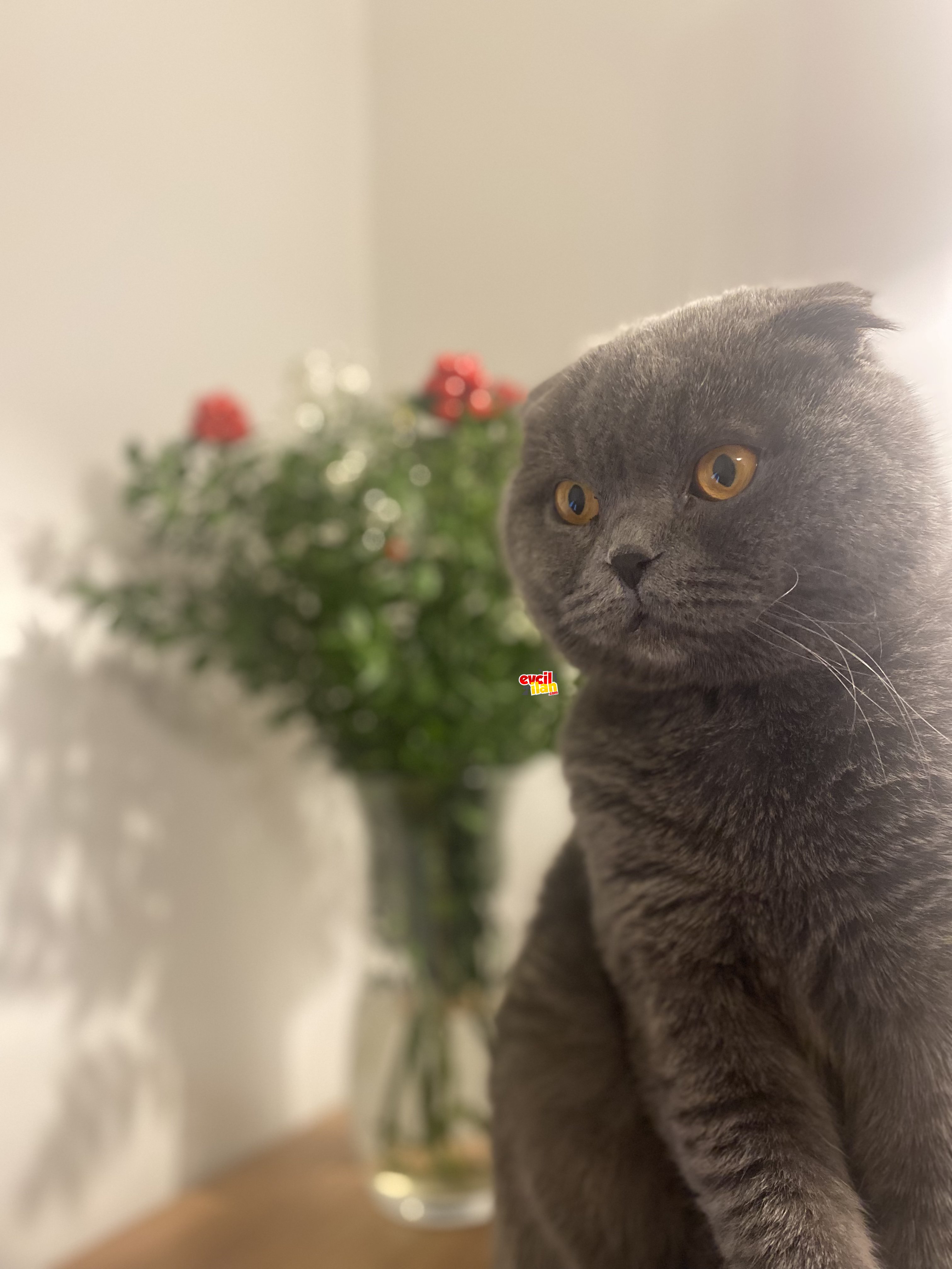 Erkek Scottish fold 