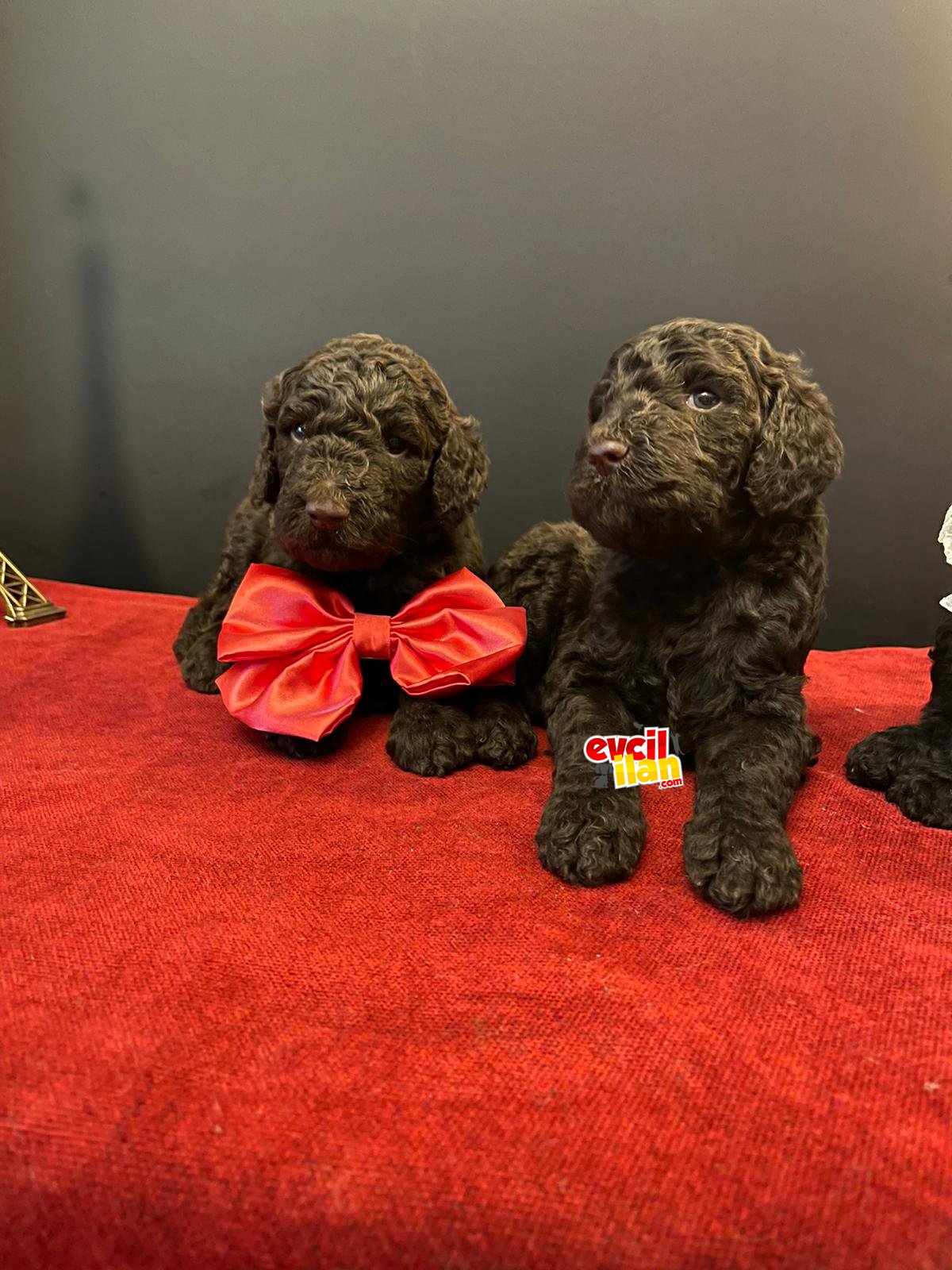 ERKEK VE DİŞİ HER RENK STANDART POODLE 