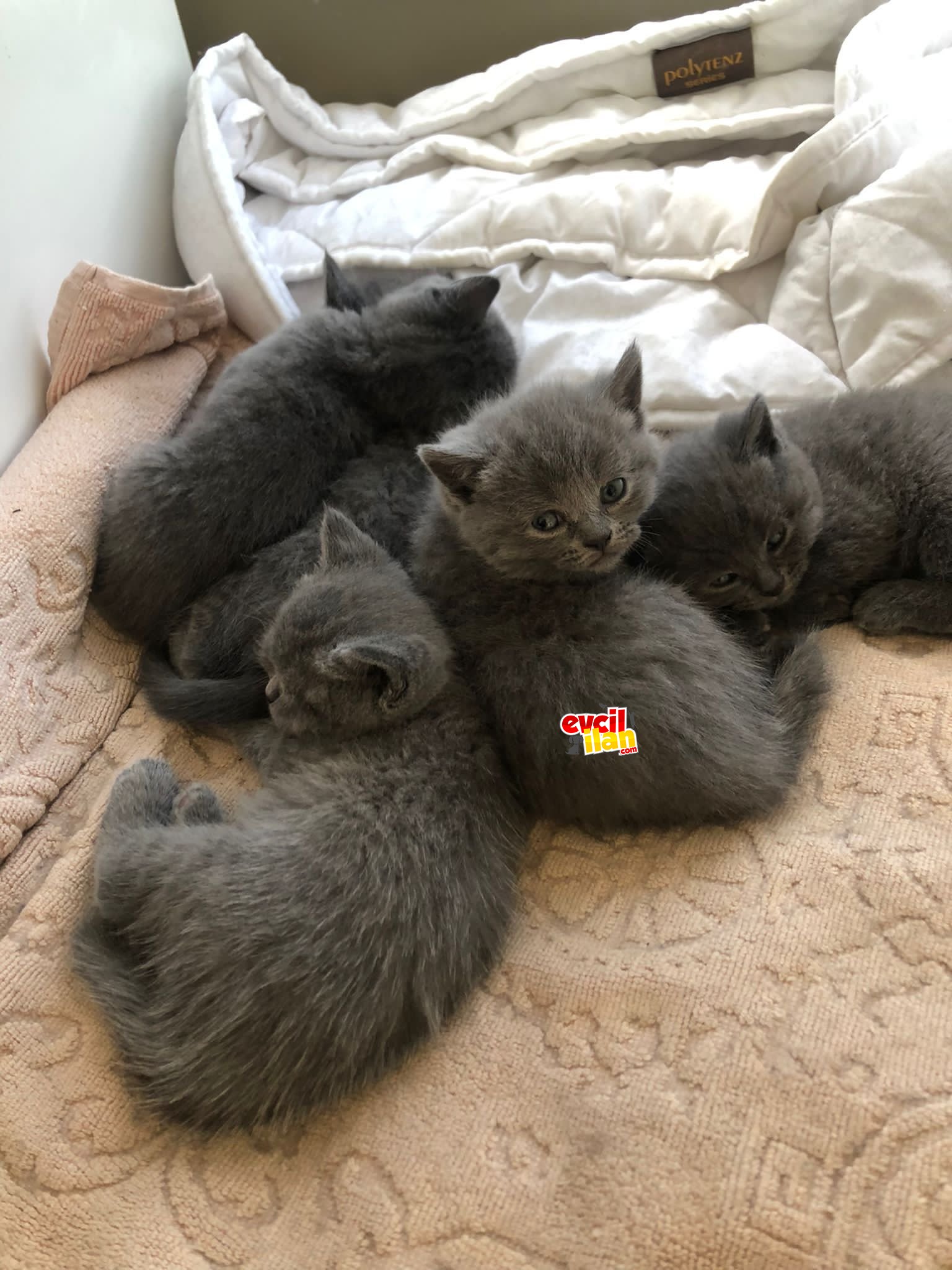 Erkek Ve Dişi Olmak Üzere Sağlıklı Kediler.