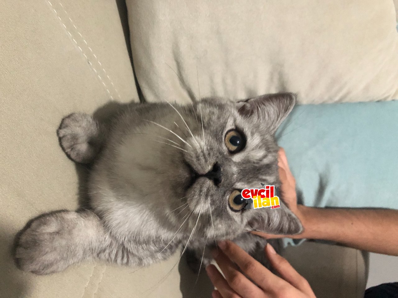 Erkek Yavru kedi ücretli
