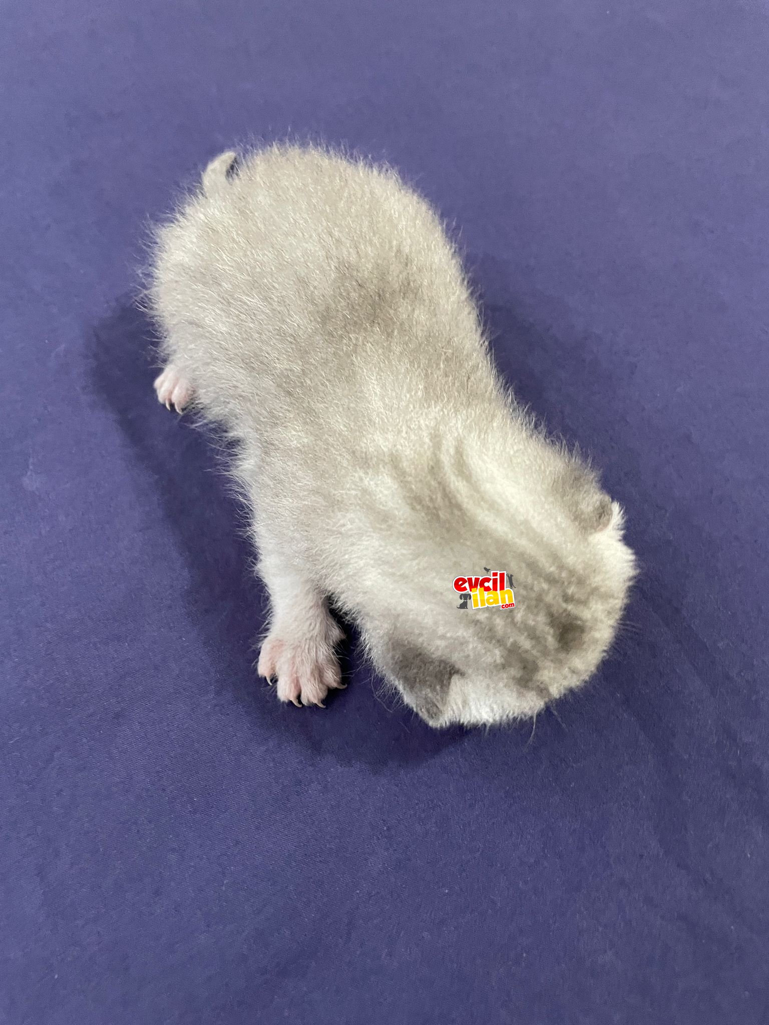 Erkek Yavru kedi