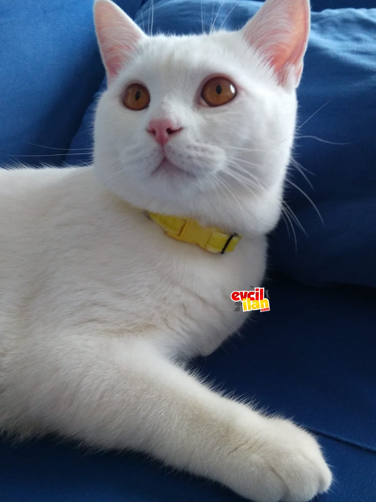 Eş arıyoruz 