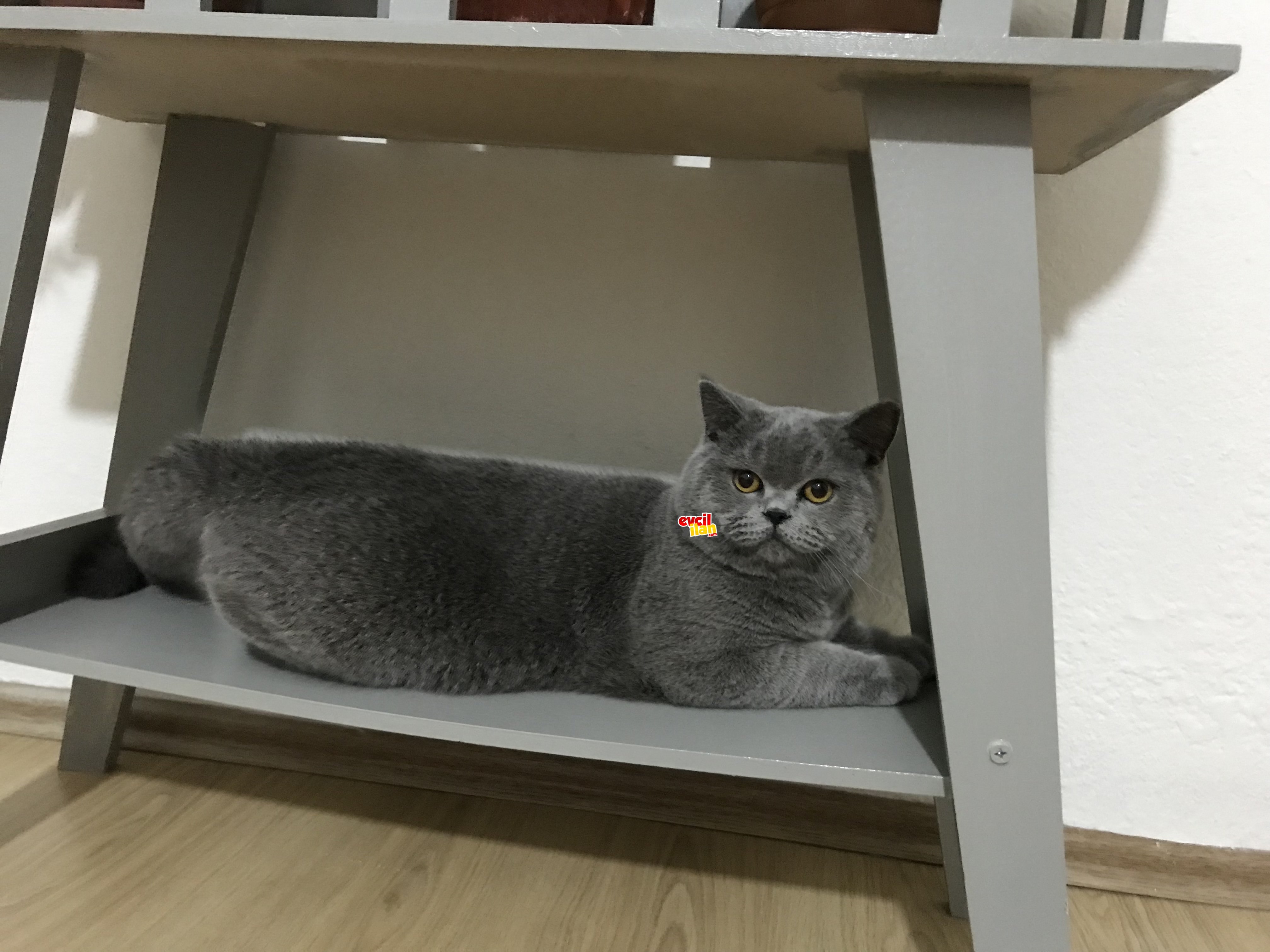 Eş bulma