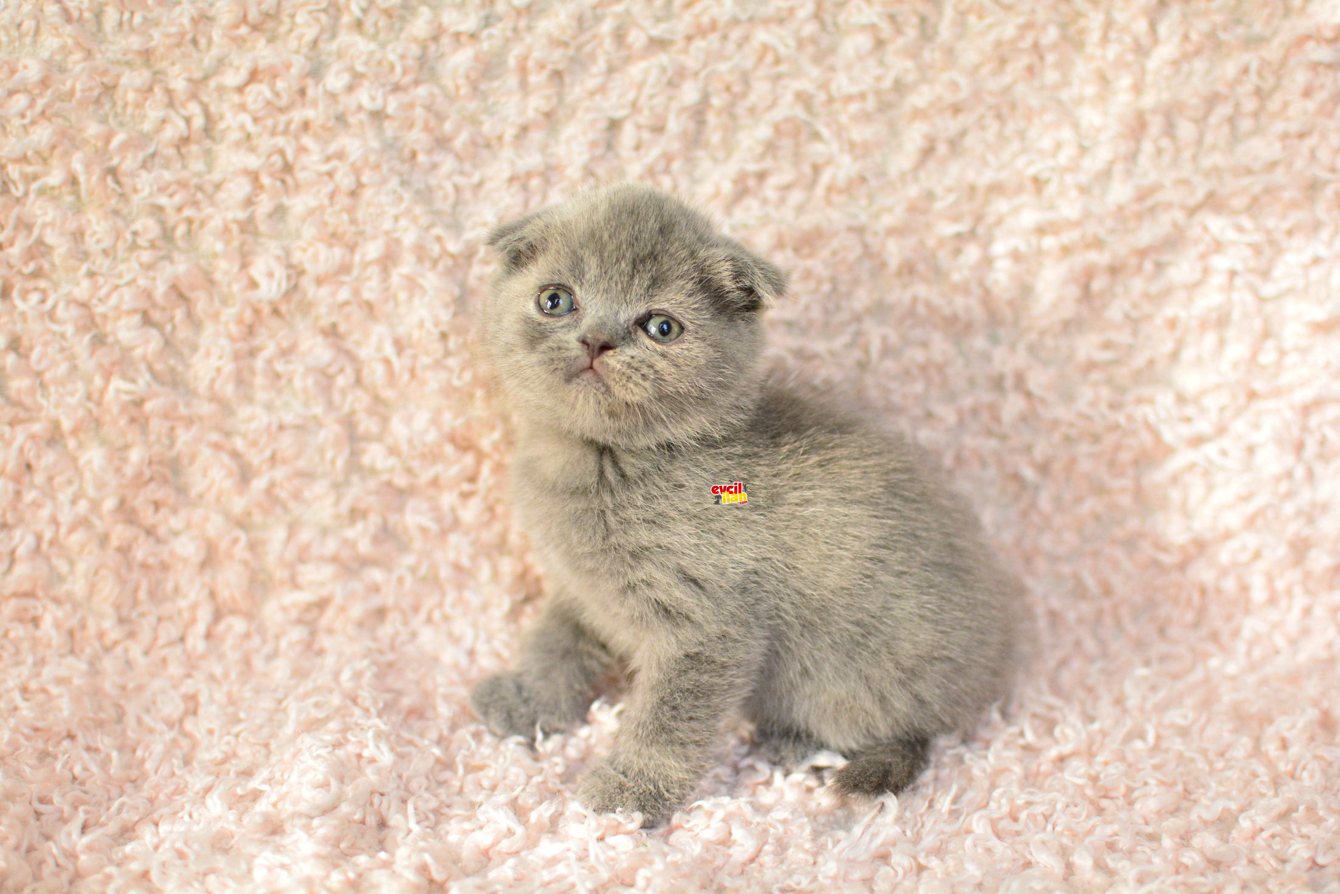 EŞSİZ TOPKAFA GRİ SCOTTISH FOLD 