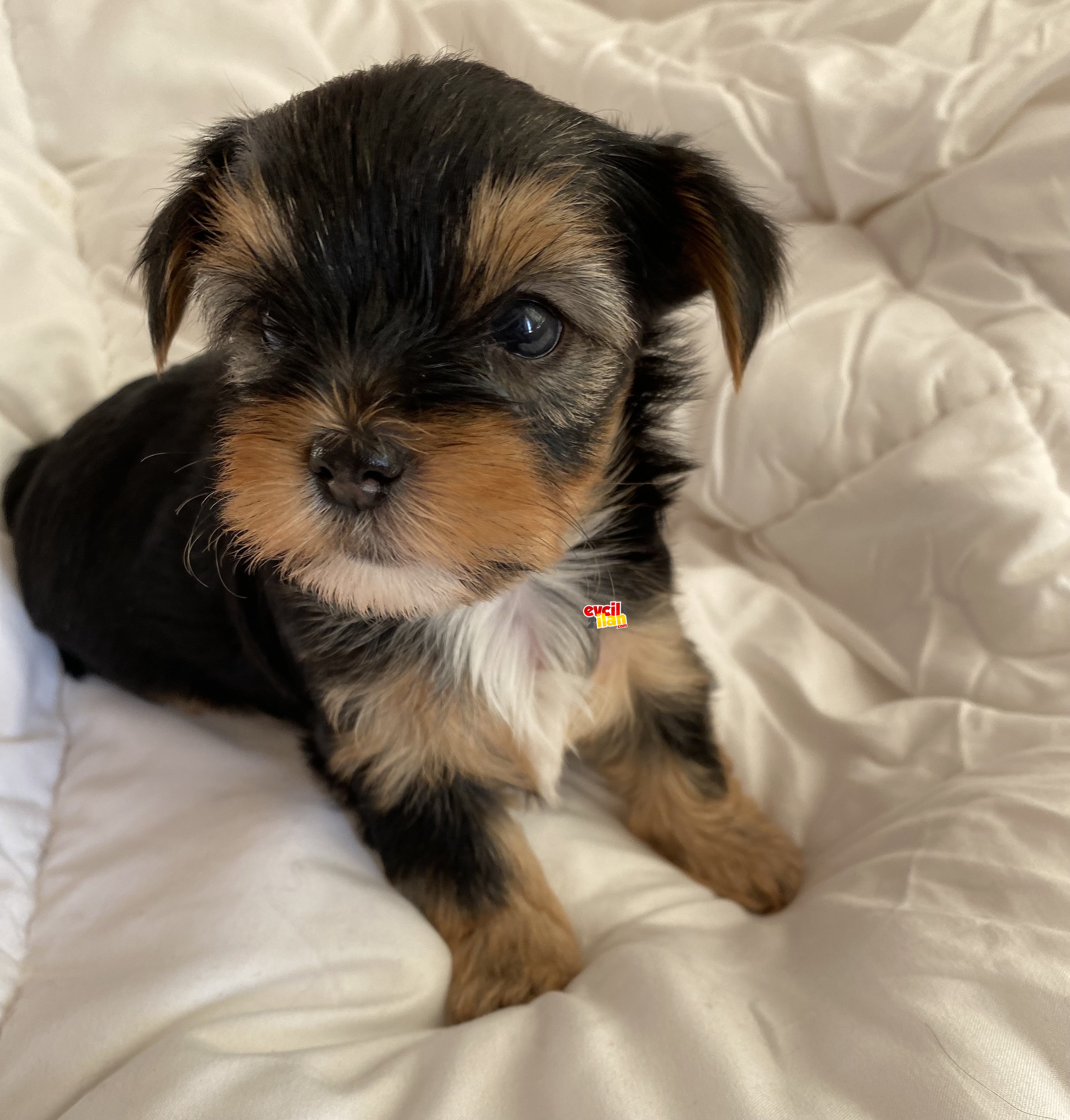 ev doğumlu 0 numara yorkshire terrier