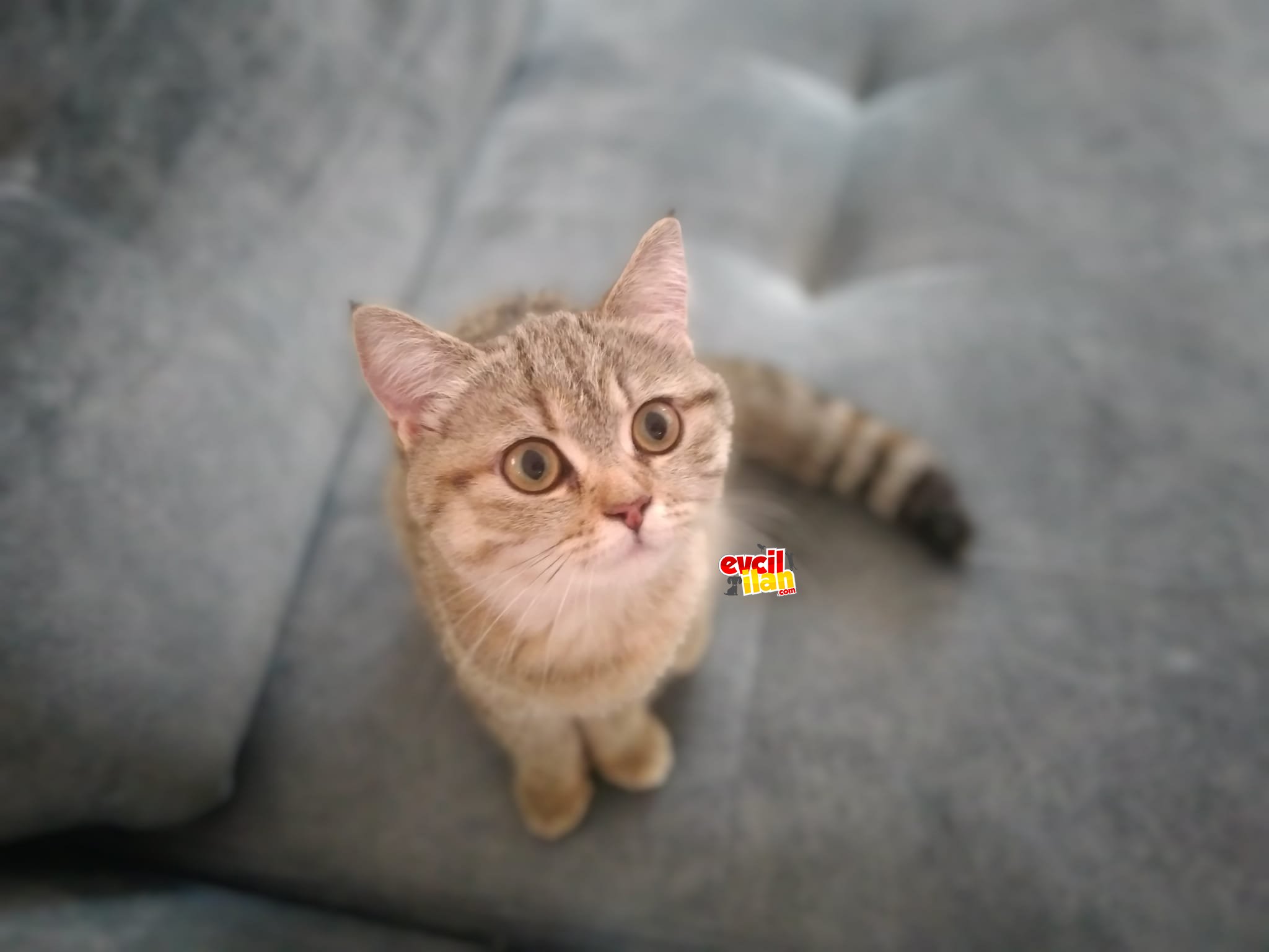 Ev kedimin güzel yavrusu - Golden Tabby British Shorthair