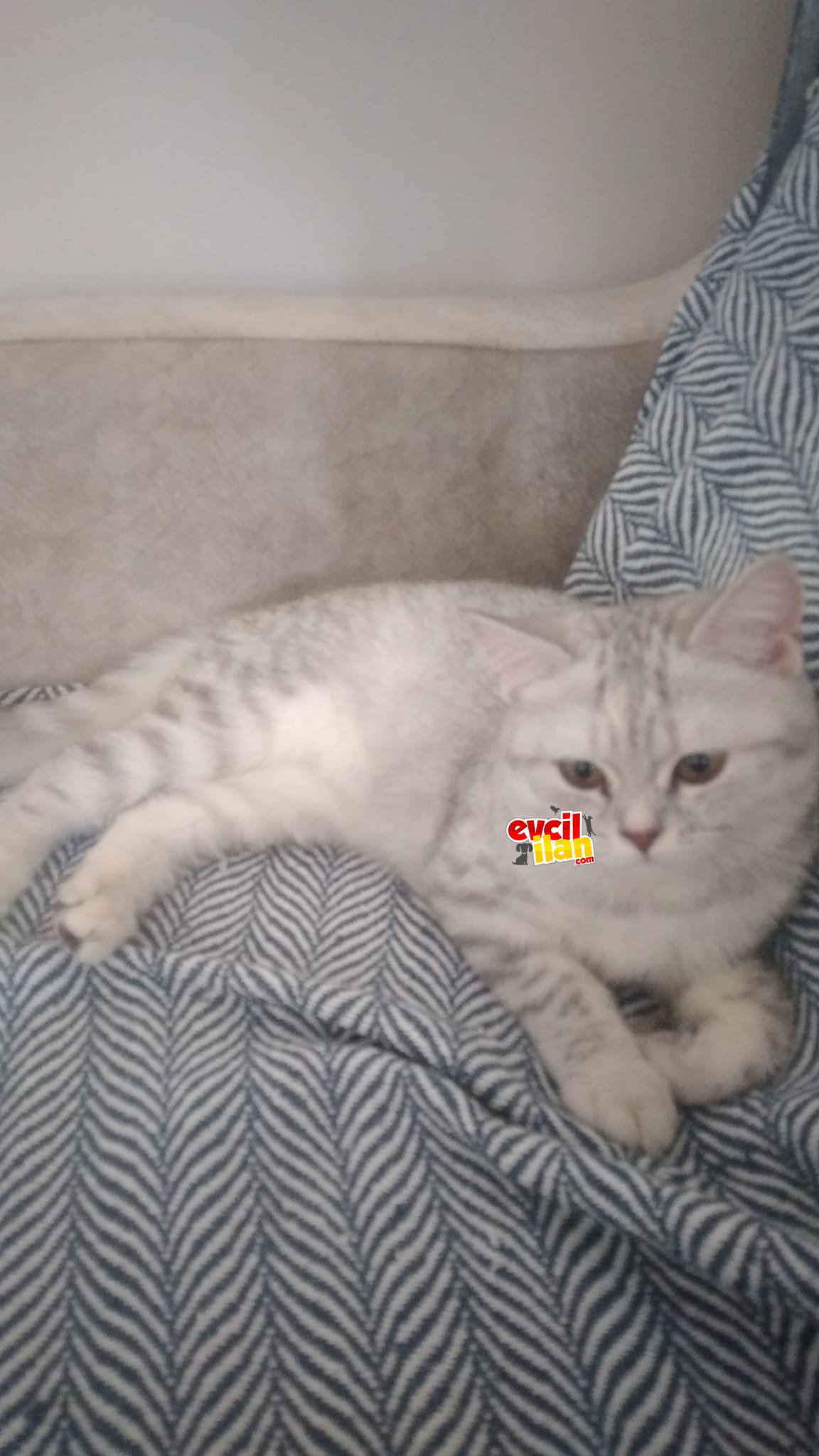 Ev kedimin güzel yavrusu - Silver Shaded British Shorthair