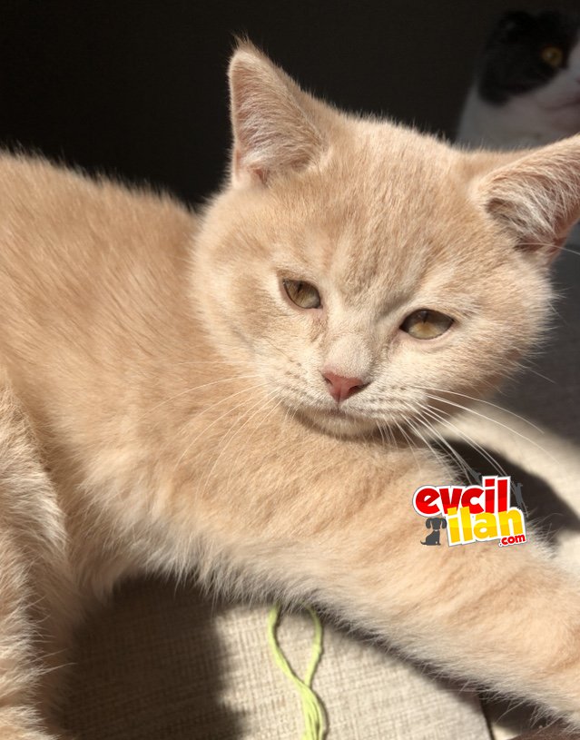 Ev kedımın yavrusu 