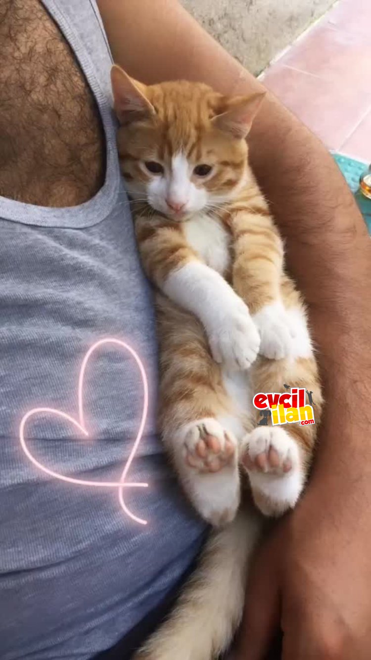 Ev kedisi 4 aylık 