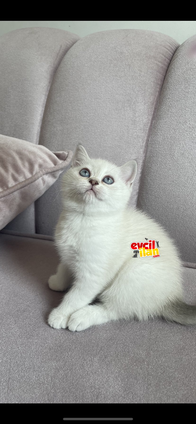 Ev ortamında büyümüş british shorthair