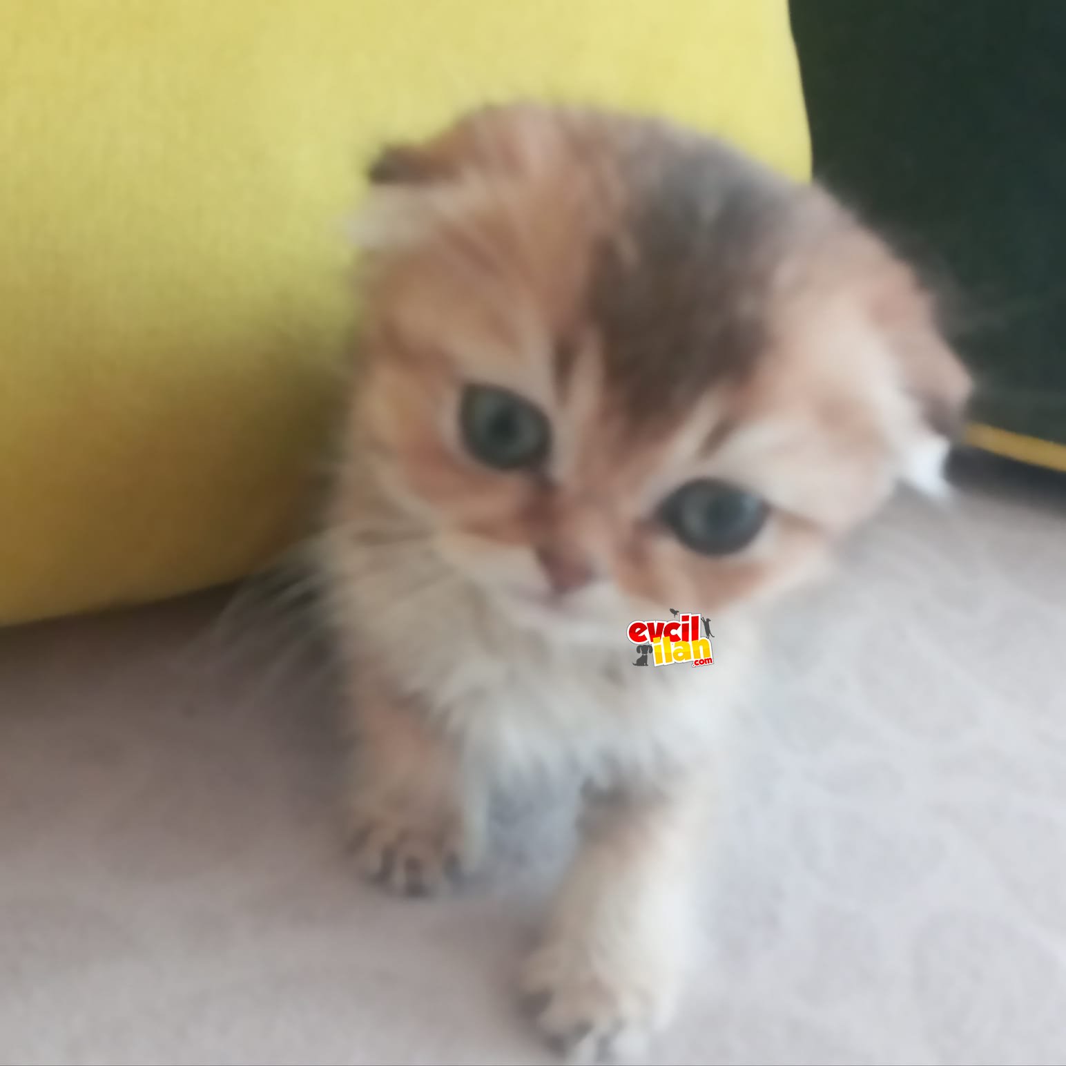 Ev ortamlnda büyümüş erkek kardeşler