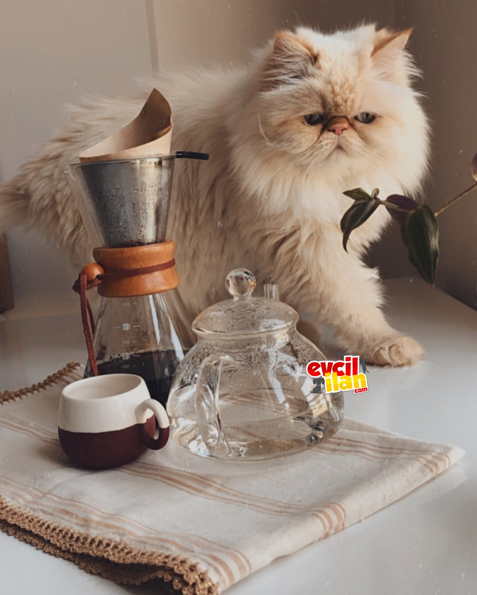 Evcil İran kedisi 