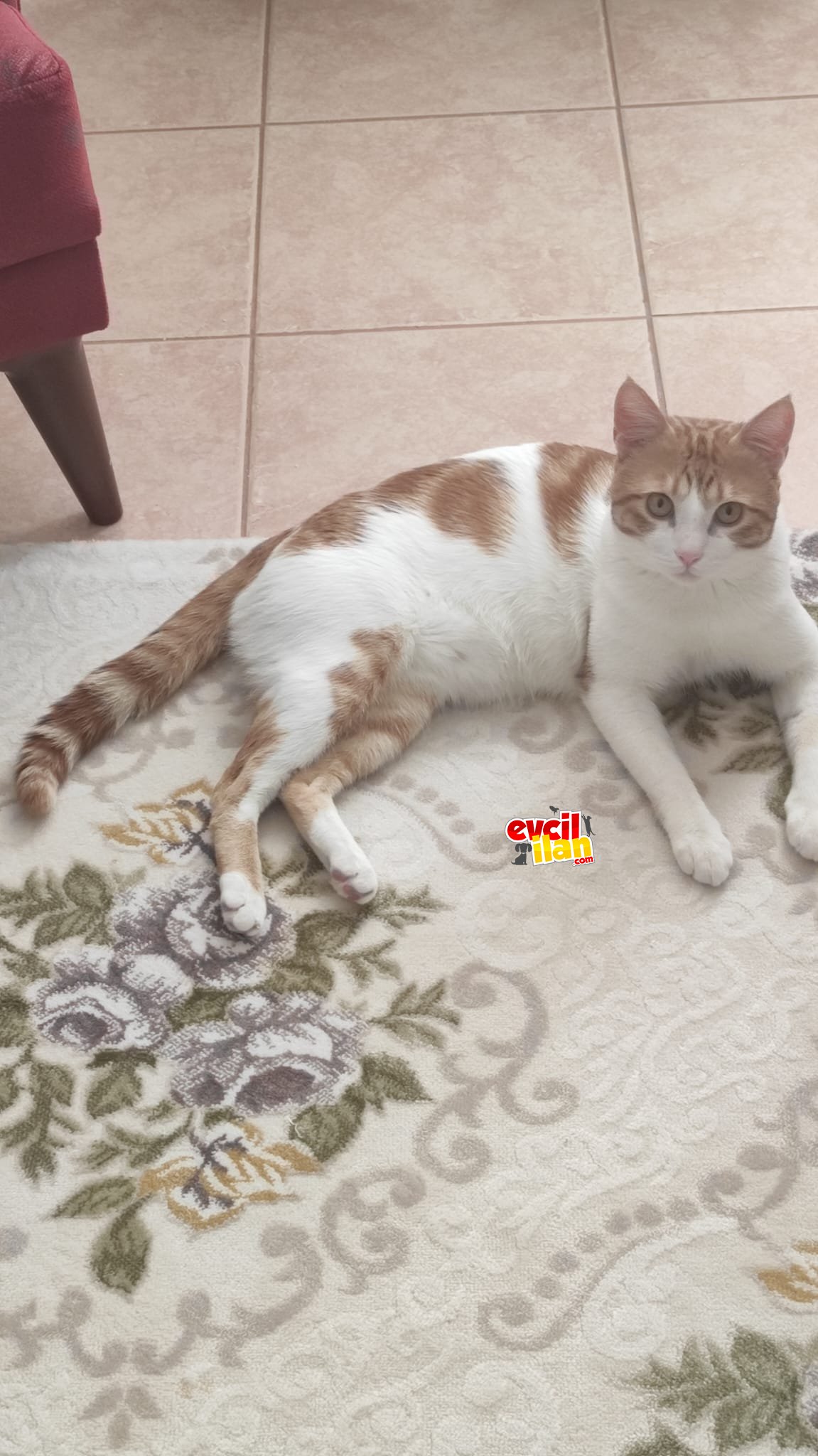 Evcil kedi