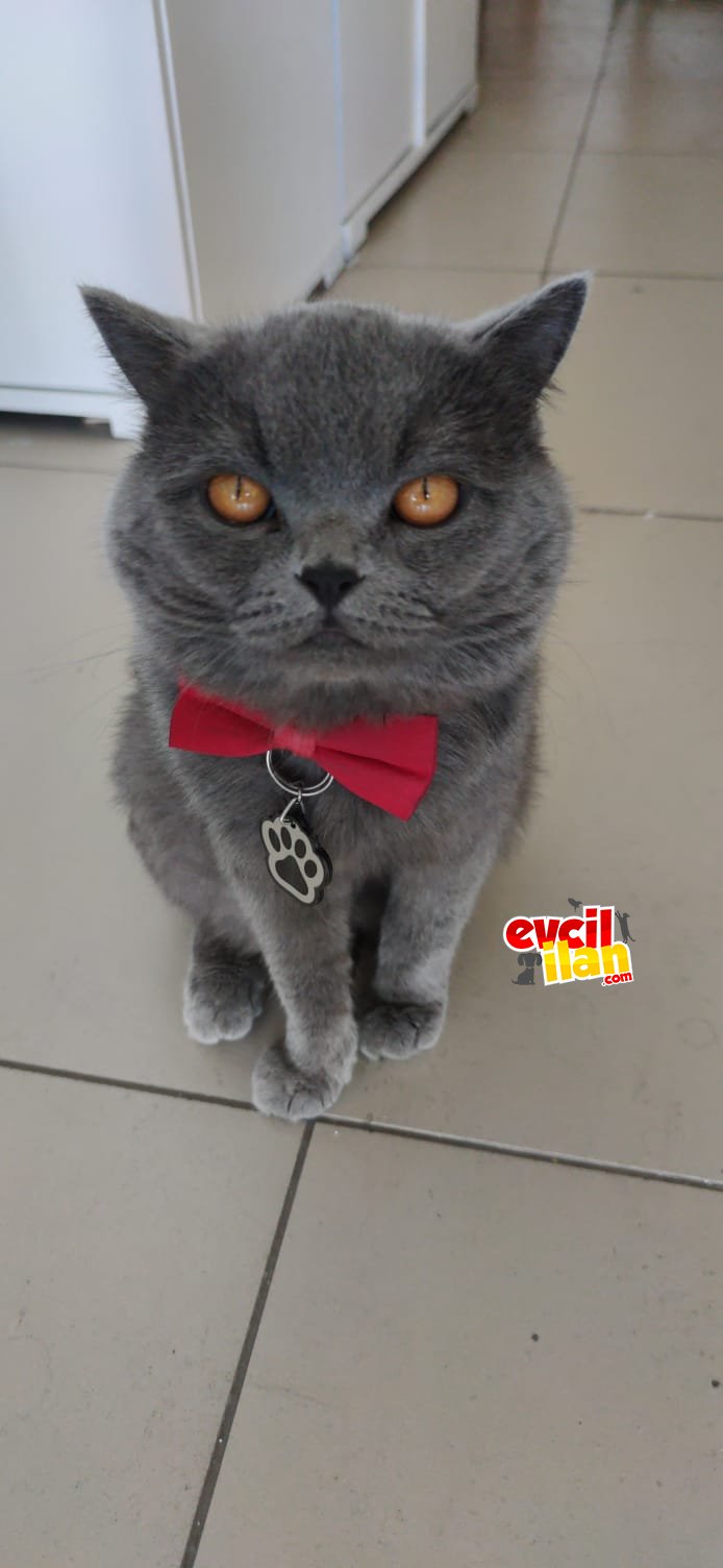 Evcil