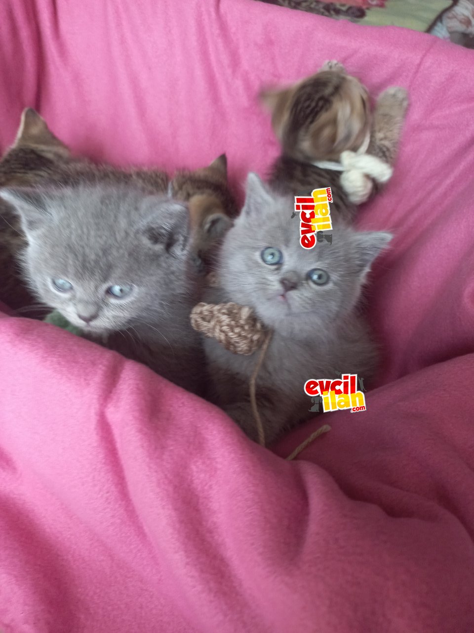 Evde kalan erkekler.