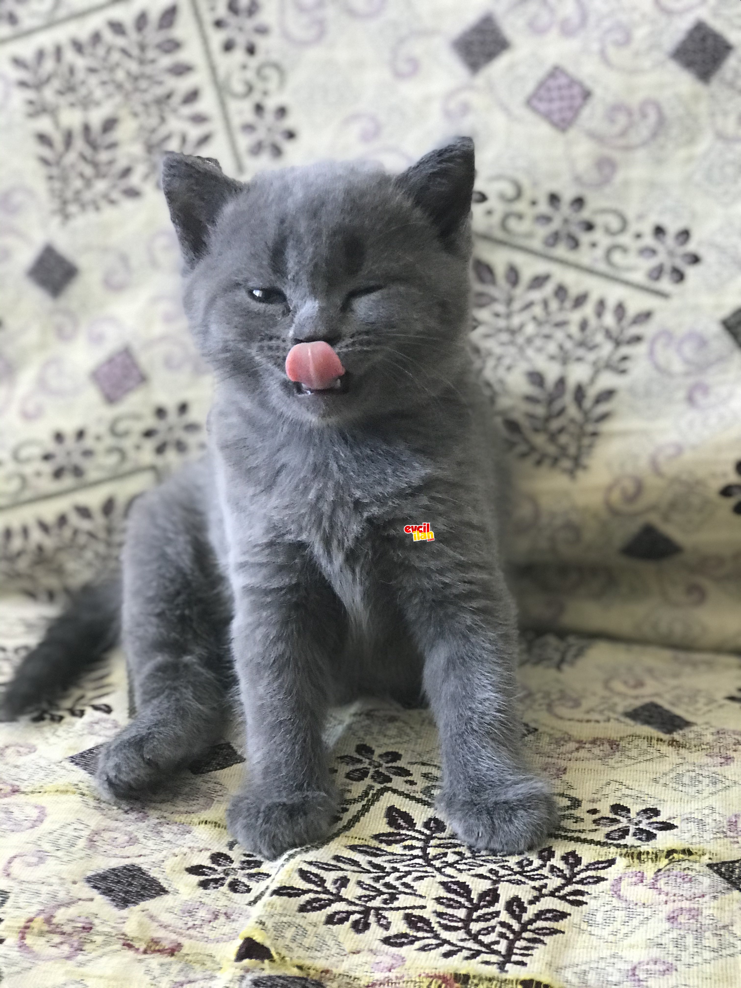 Evde Kaliteli,Bakımlı,Orijinal British shorthair ve Scothish fold yavrular