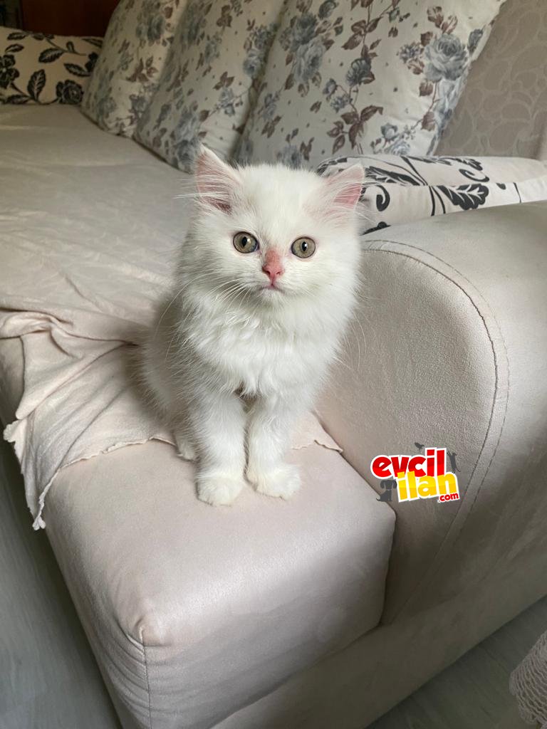 Evde tekir kedimiz olduğu için anlaşamıyorlar sahiplendiriyoruz.