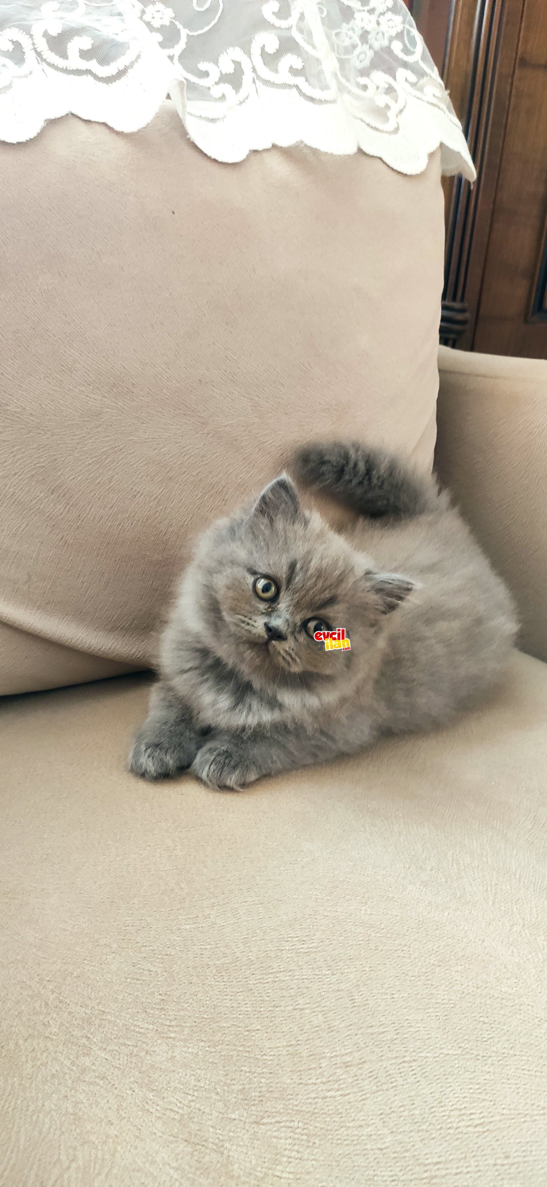 Evde yetişmiş oyuncu yavrular 