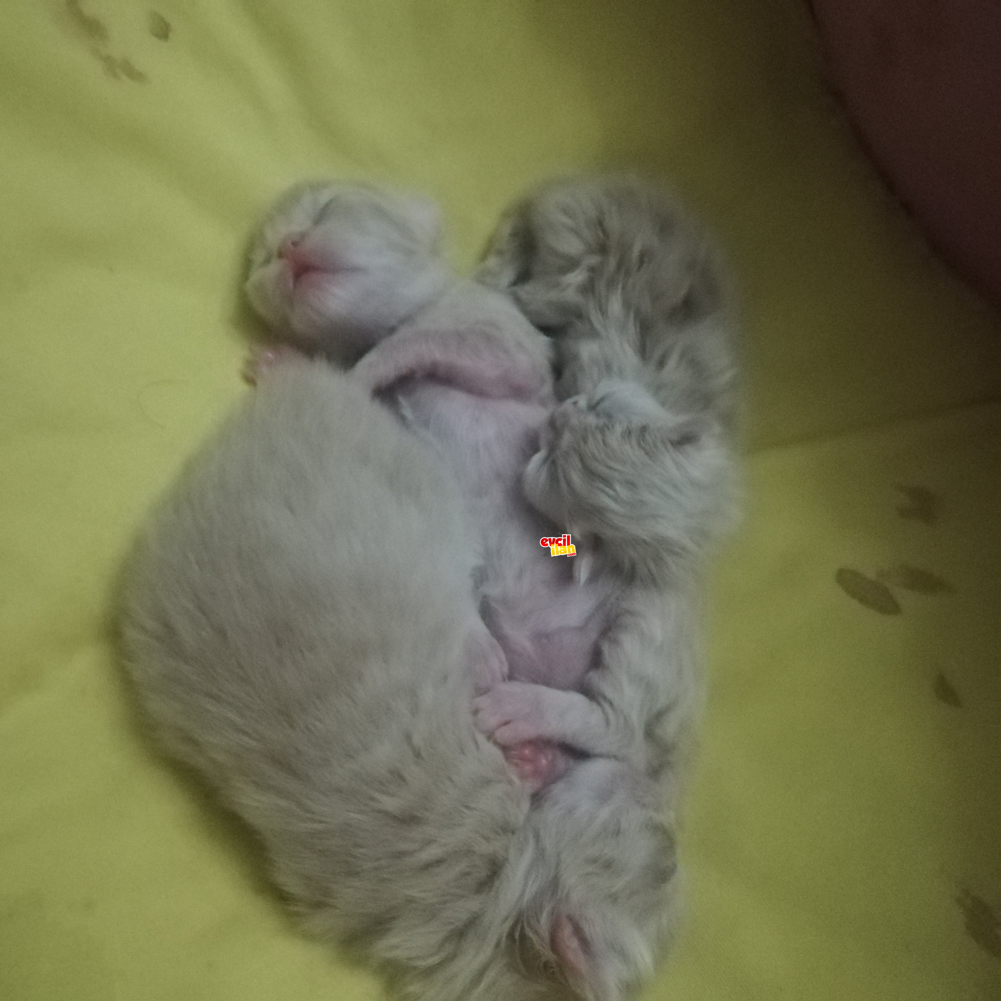 Evinize hayatınıza şeker tadında bir renk katın... 
