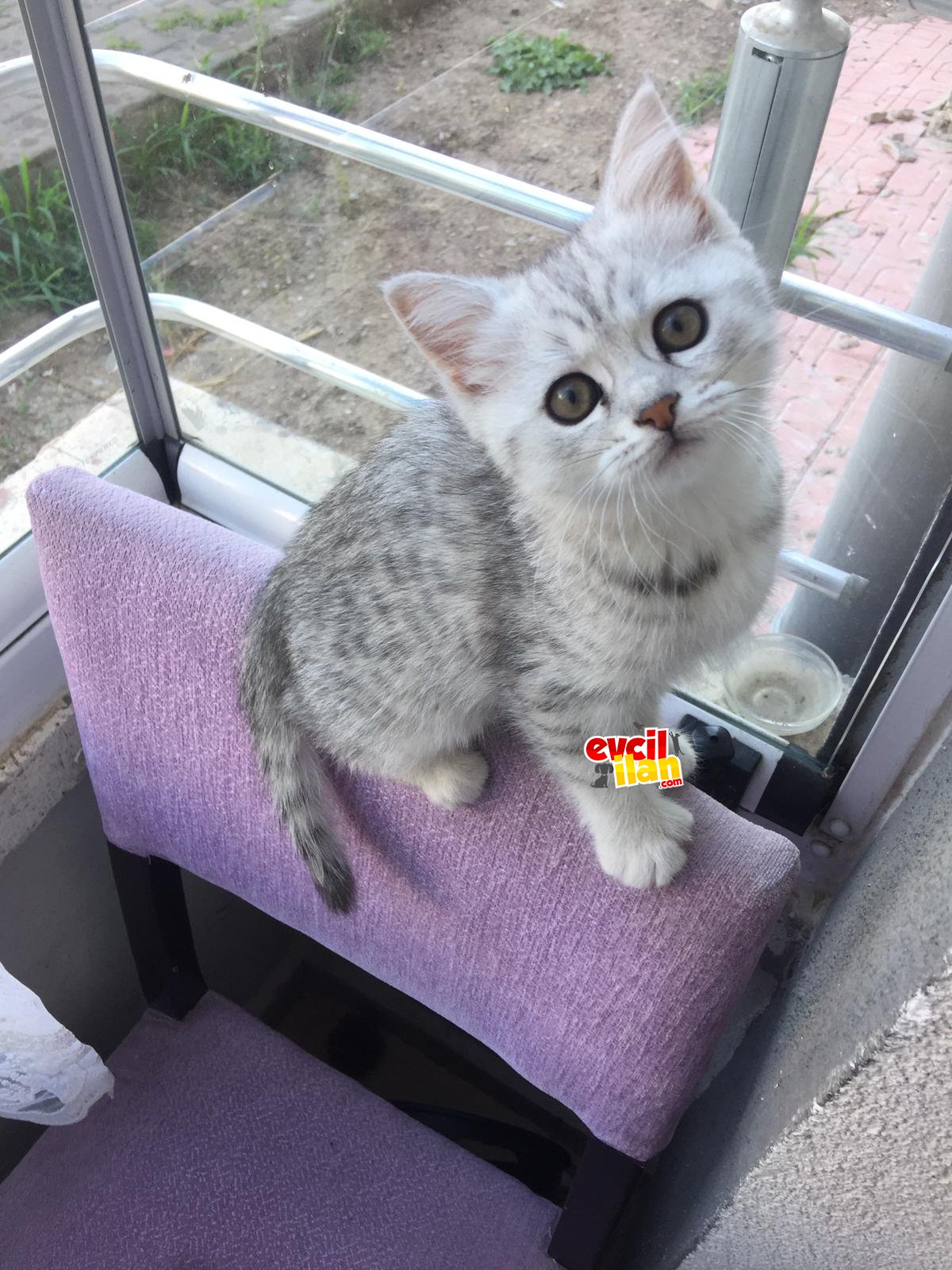 Evinizin neşesi ????