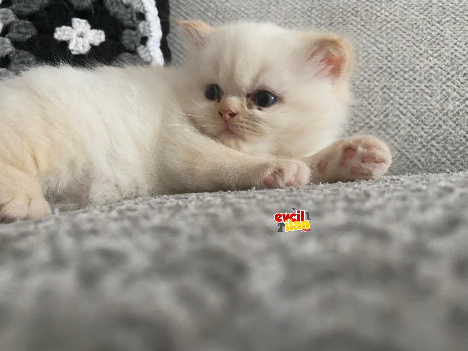 Evinizin yeni neşesi sizi bekliyor 