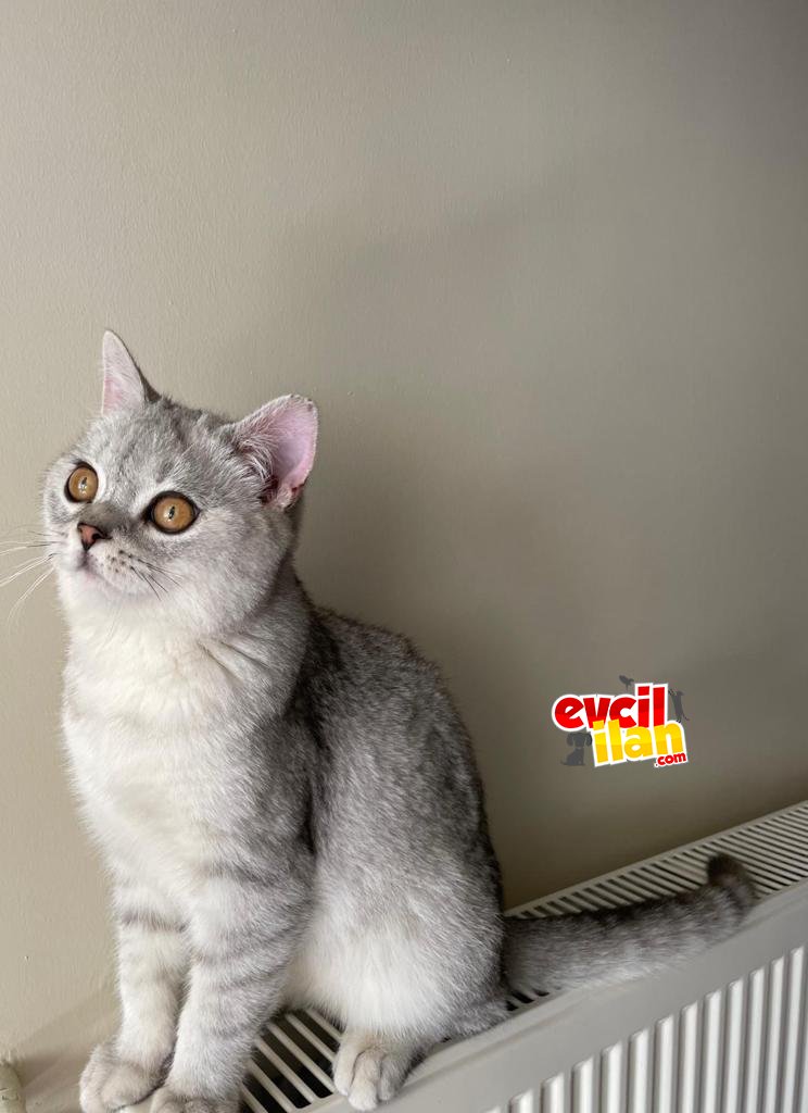 Evladı Gibi Bakabilecek