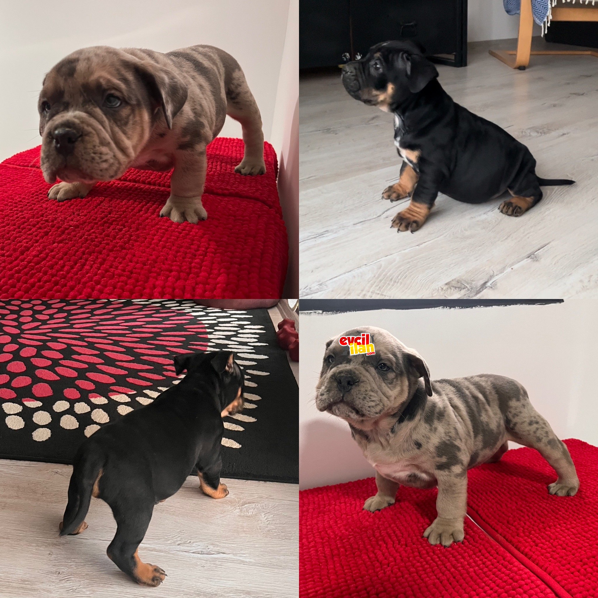 Exotic Bully Merle ve BlackTri Erkek yavru