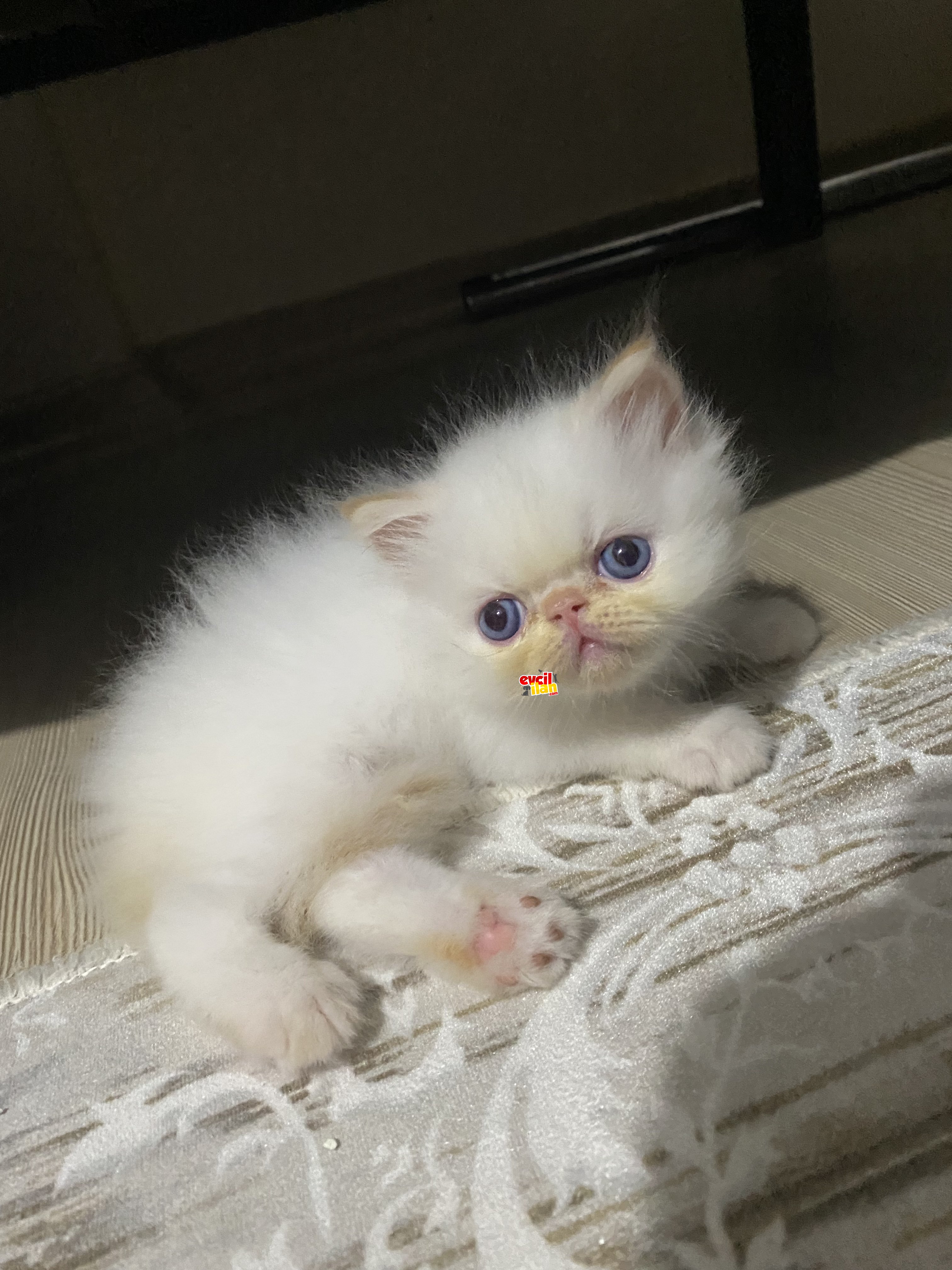 Exotic shorthair ve iran yavrular