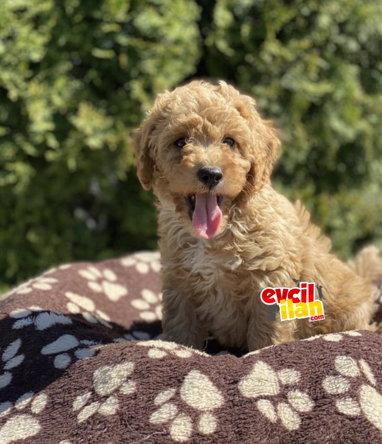 F1 Maltipoo Yavrularımız